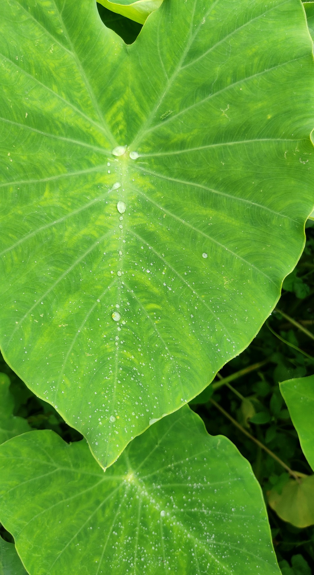 Dew on Heart-shaped leaf