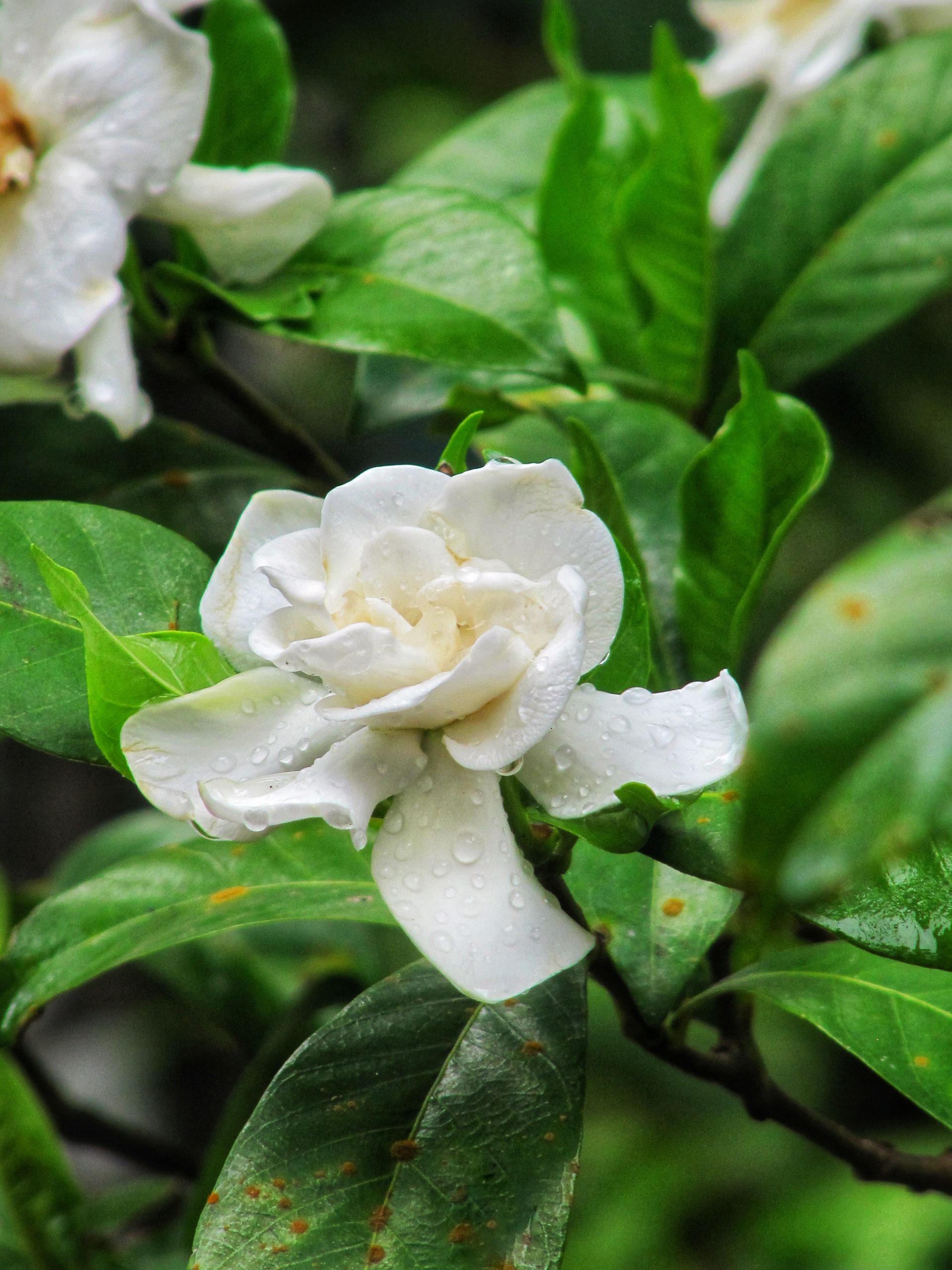 Dew on White Rose