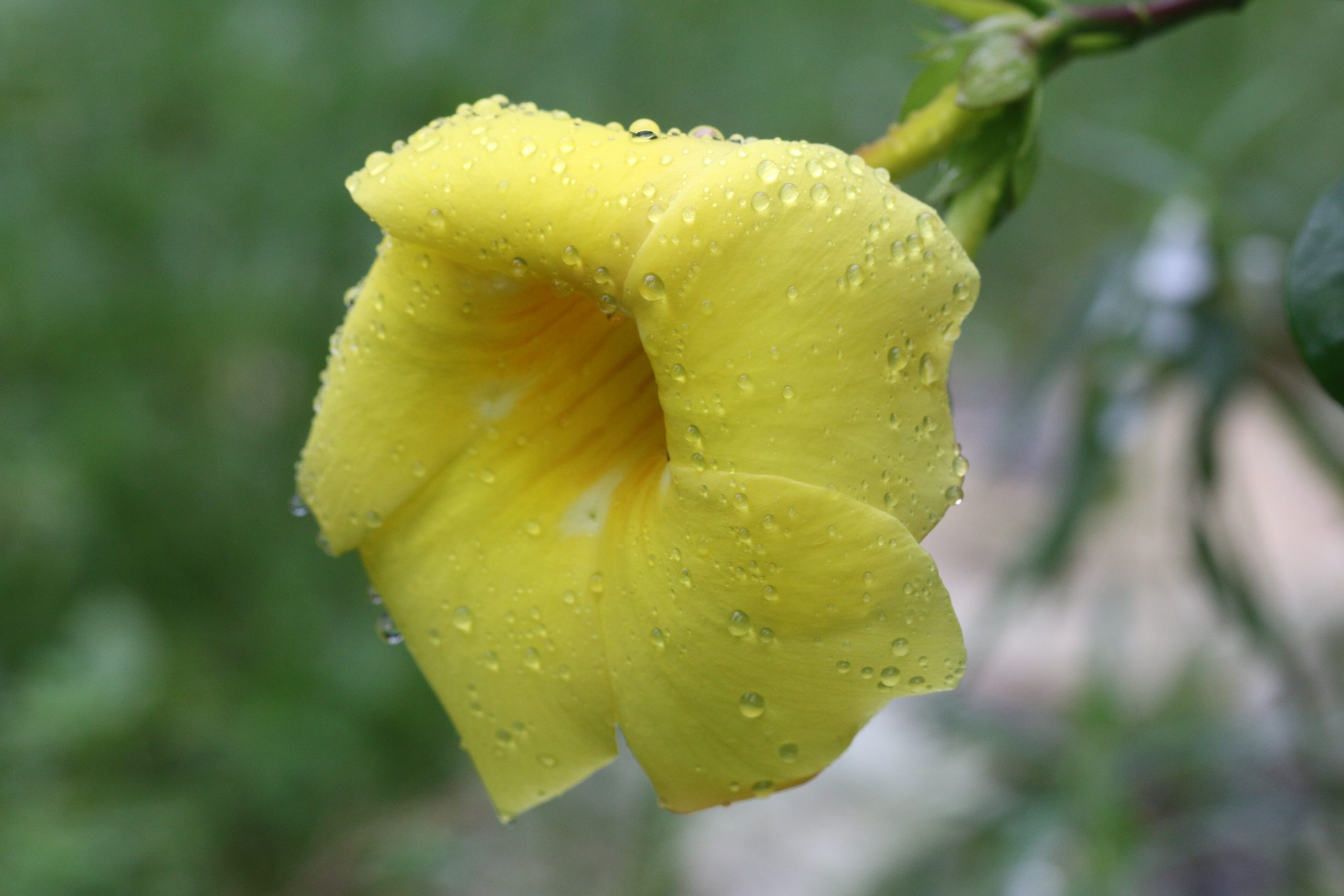 Dew on Yellow flower