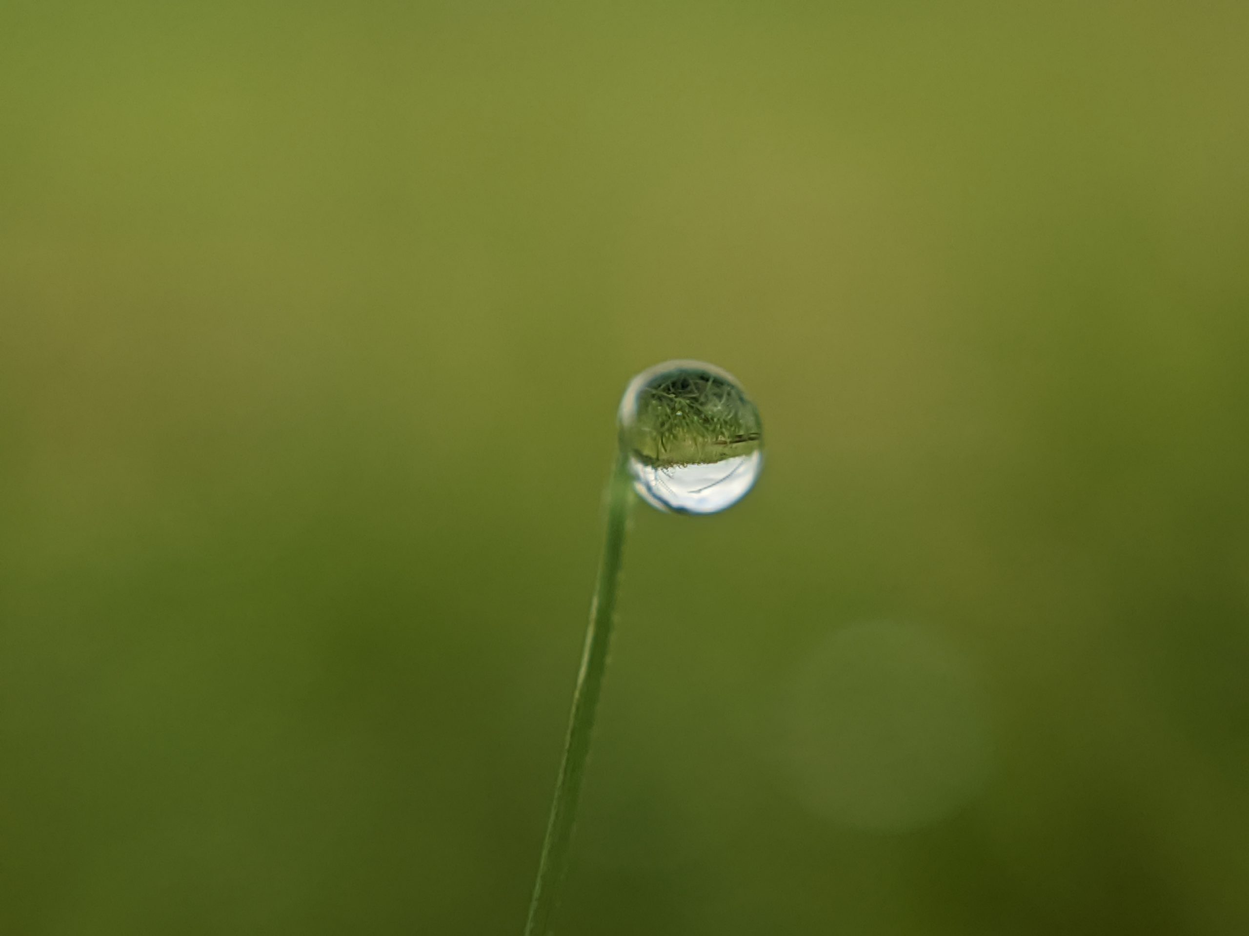 Dew on a straw