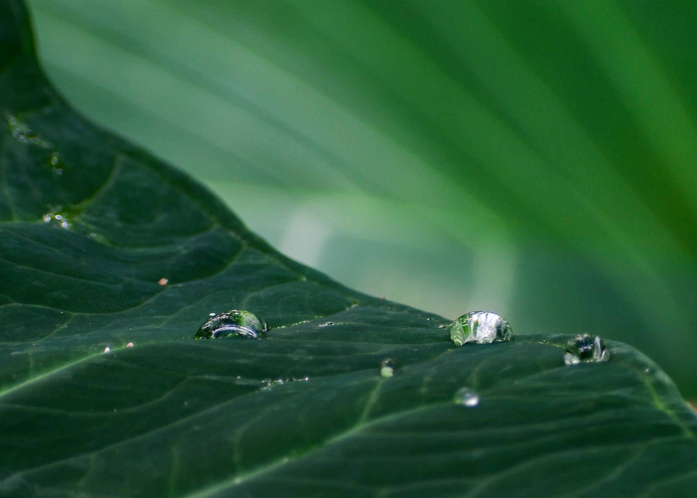 Dewdrops on Leaf