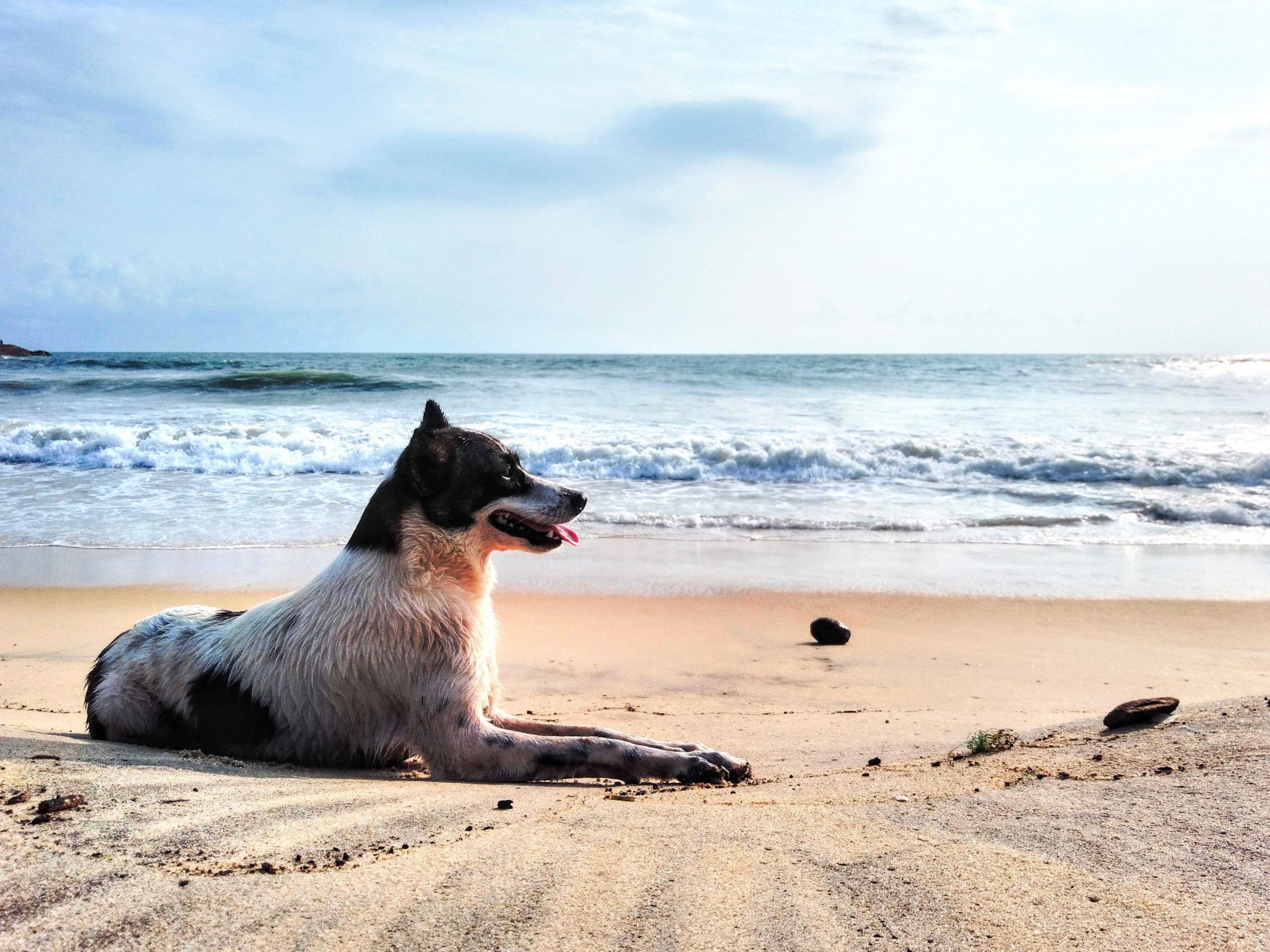 Dog Sitting on the Sea Shore