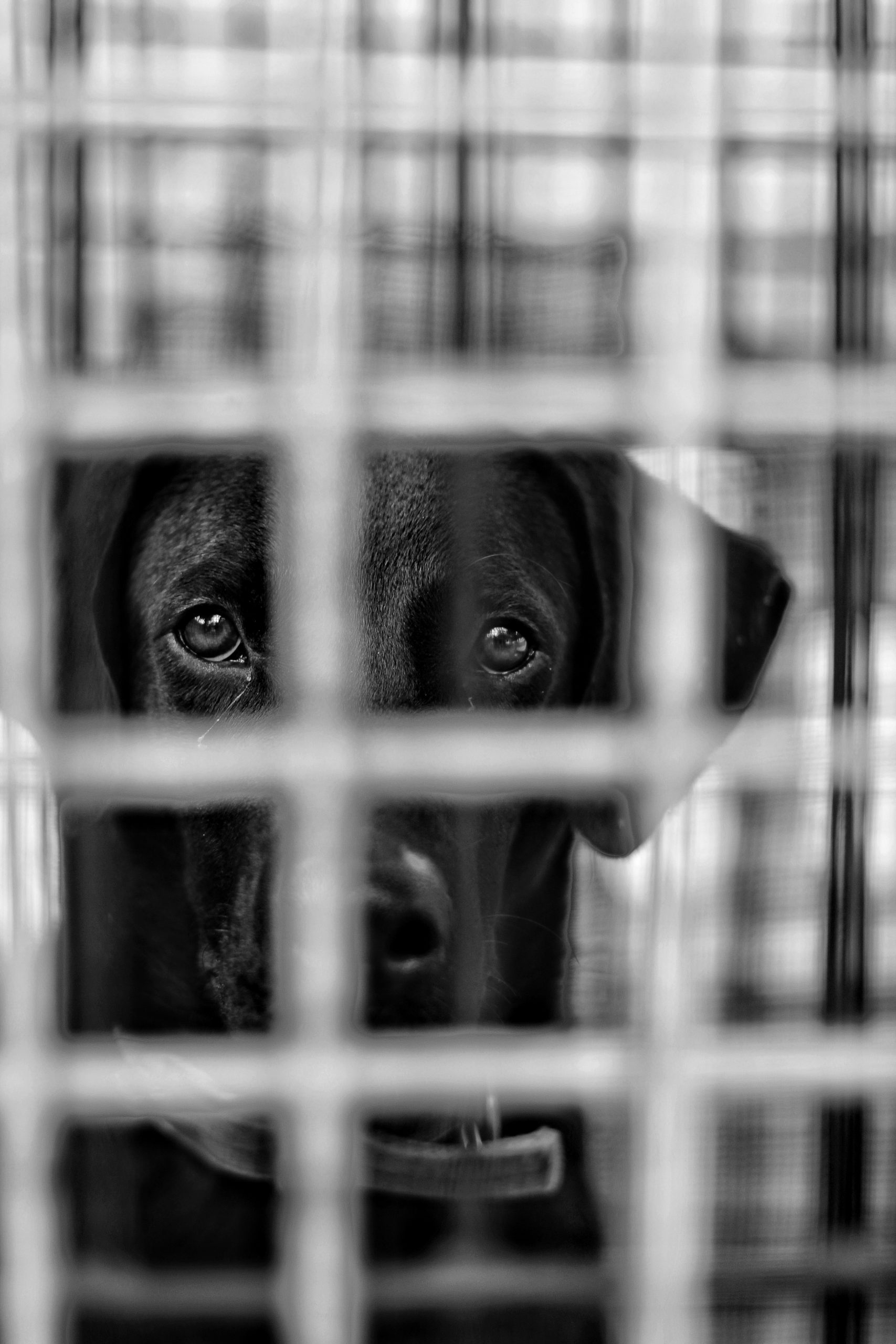 Dog behind fence in black and white