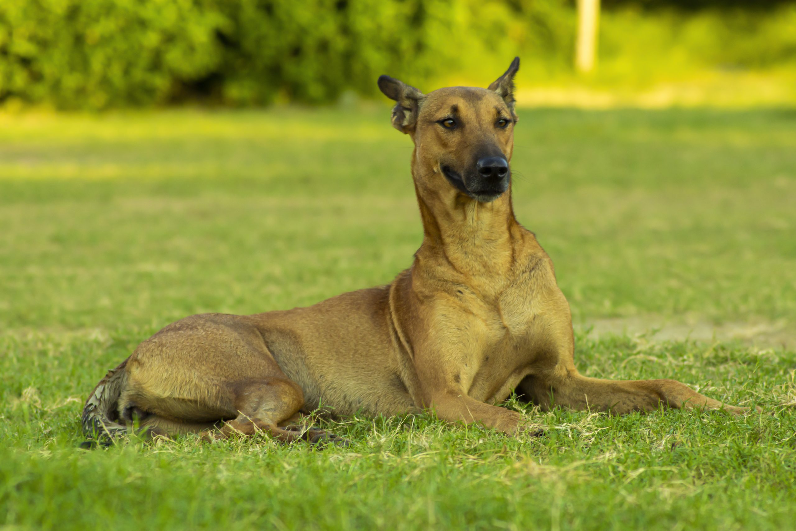 Dog having a relax time at the grass