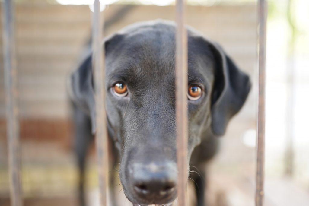 Dog in a cage PixaHive