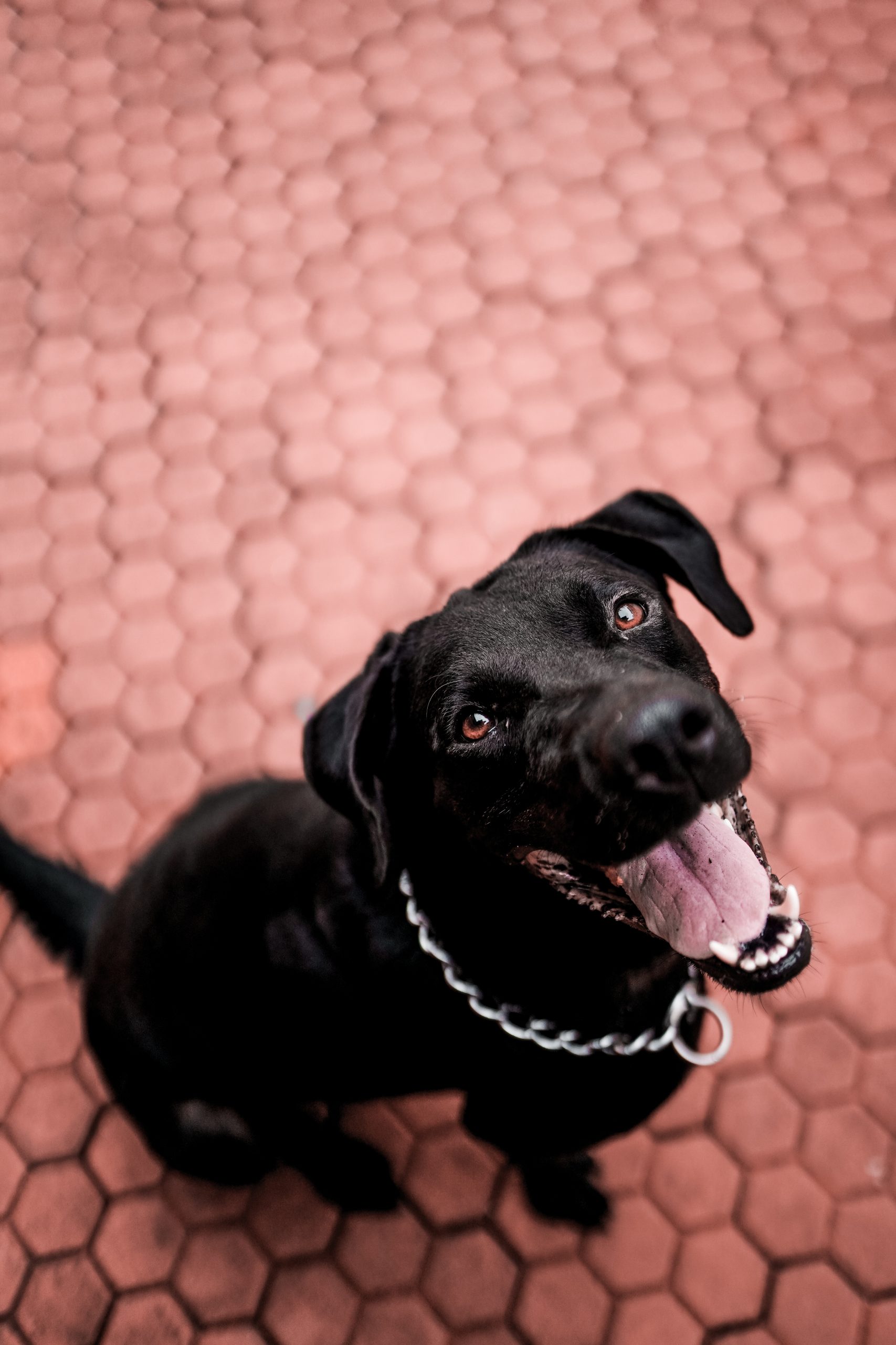 Dog with Open Mouth