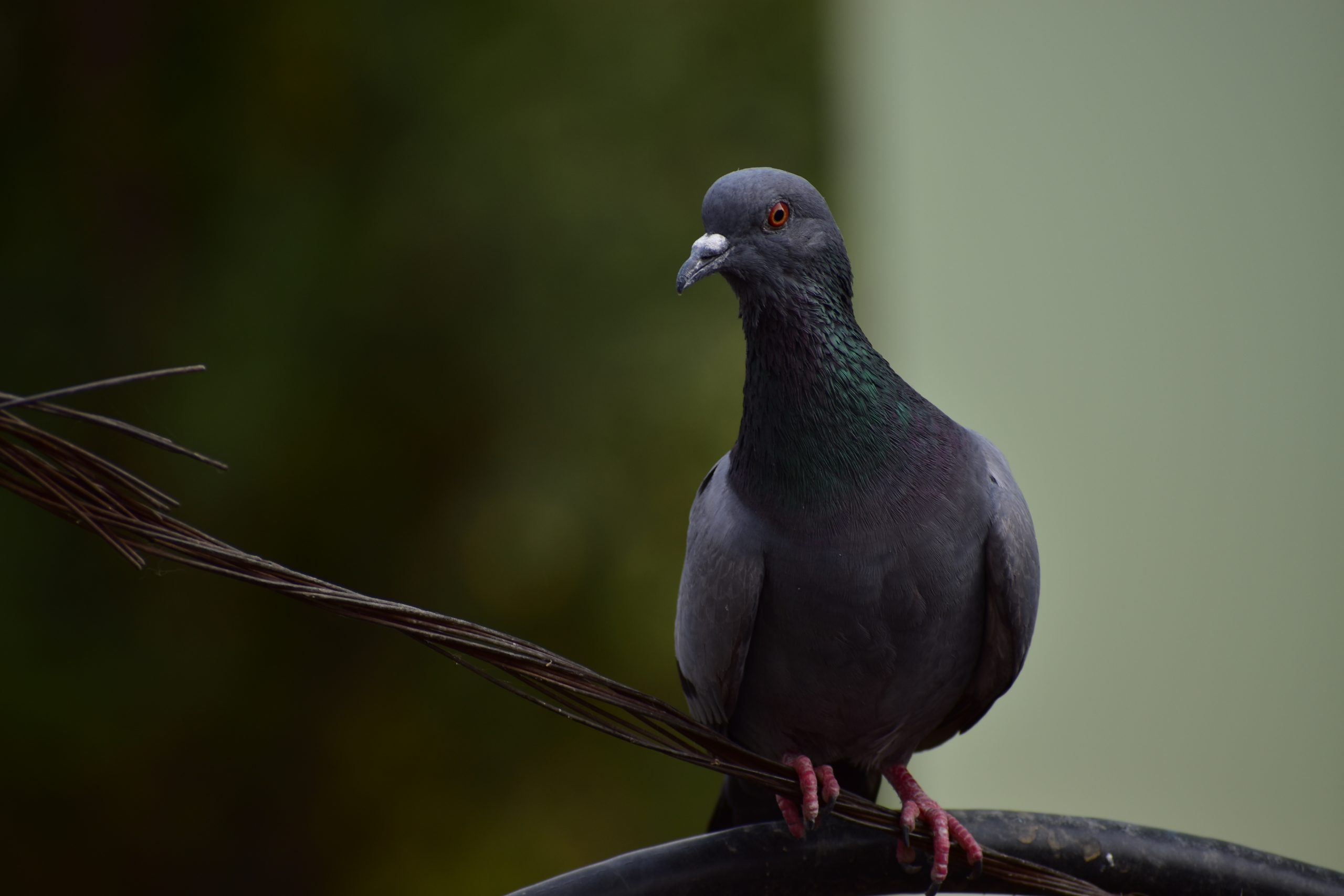 Domestic pigeon