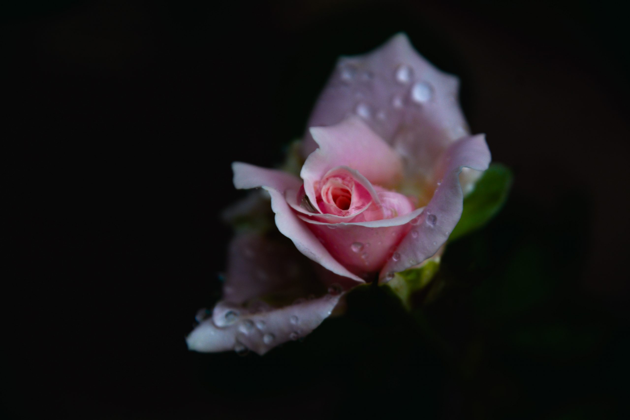 Pink Rose