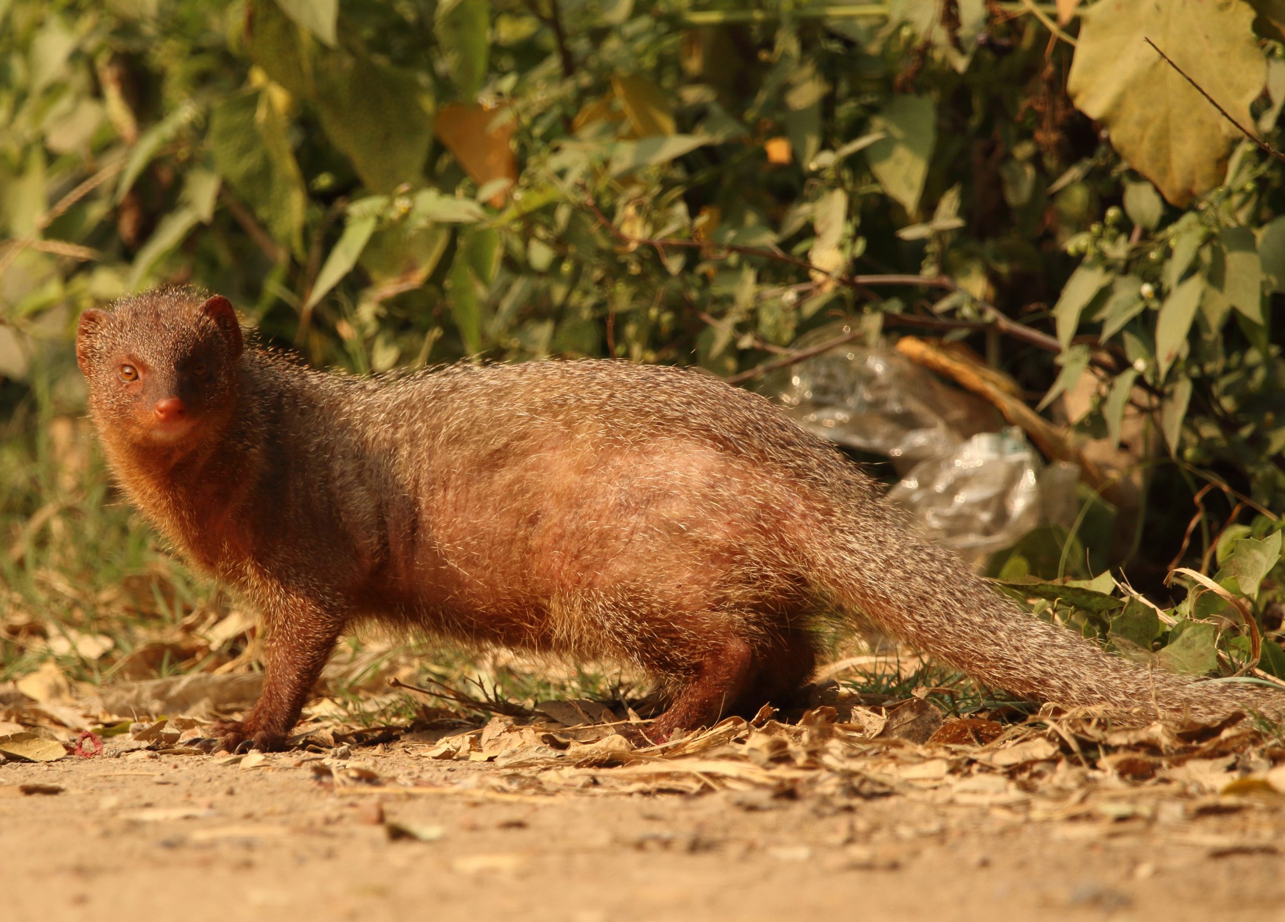 Gray Mongoose