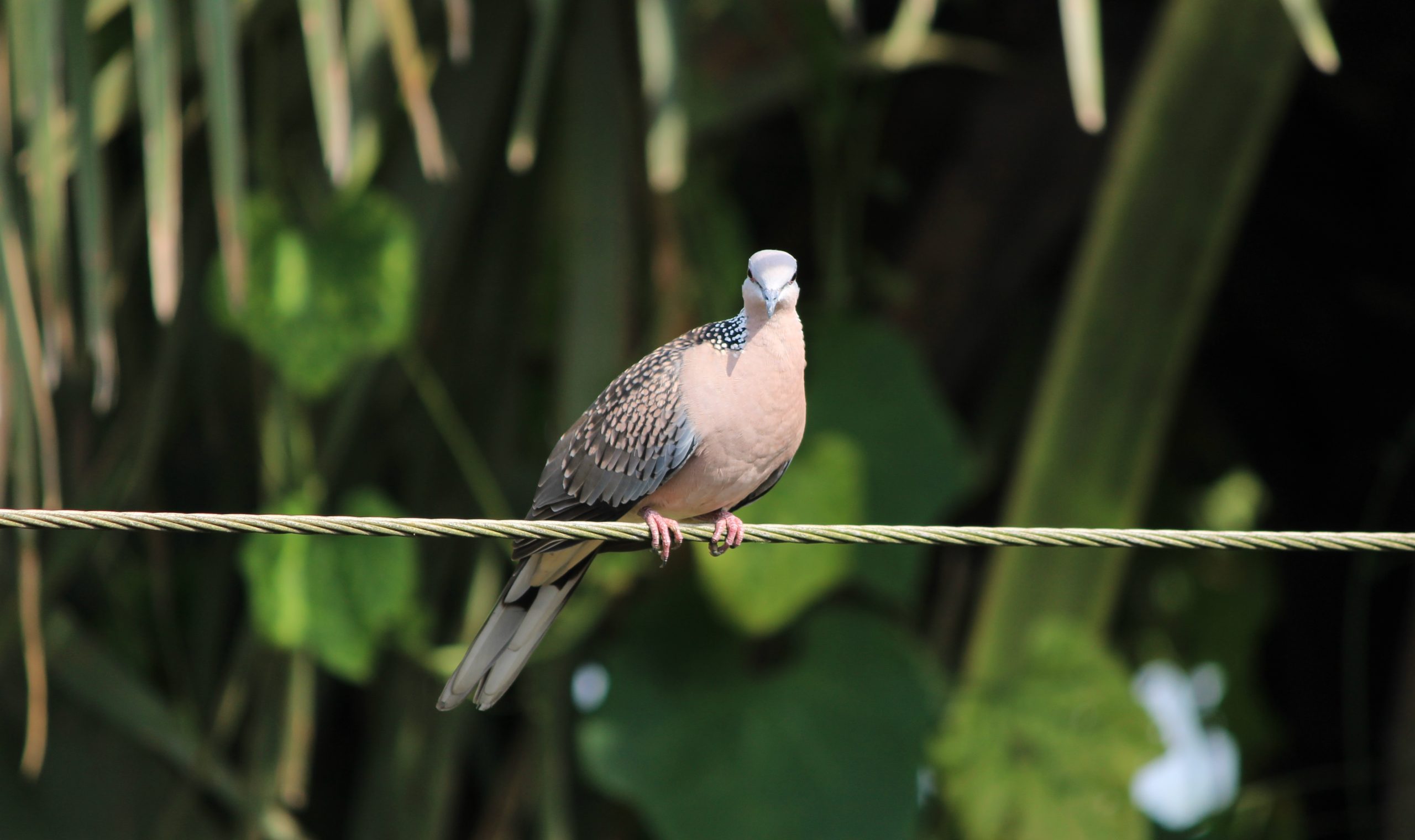 Bird perched on a wire