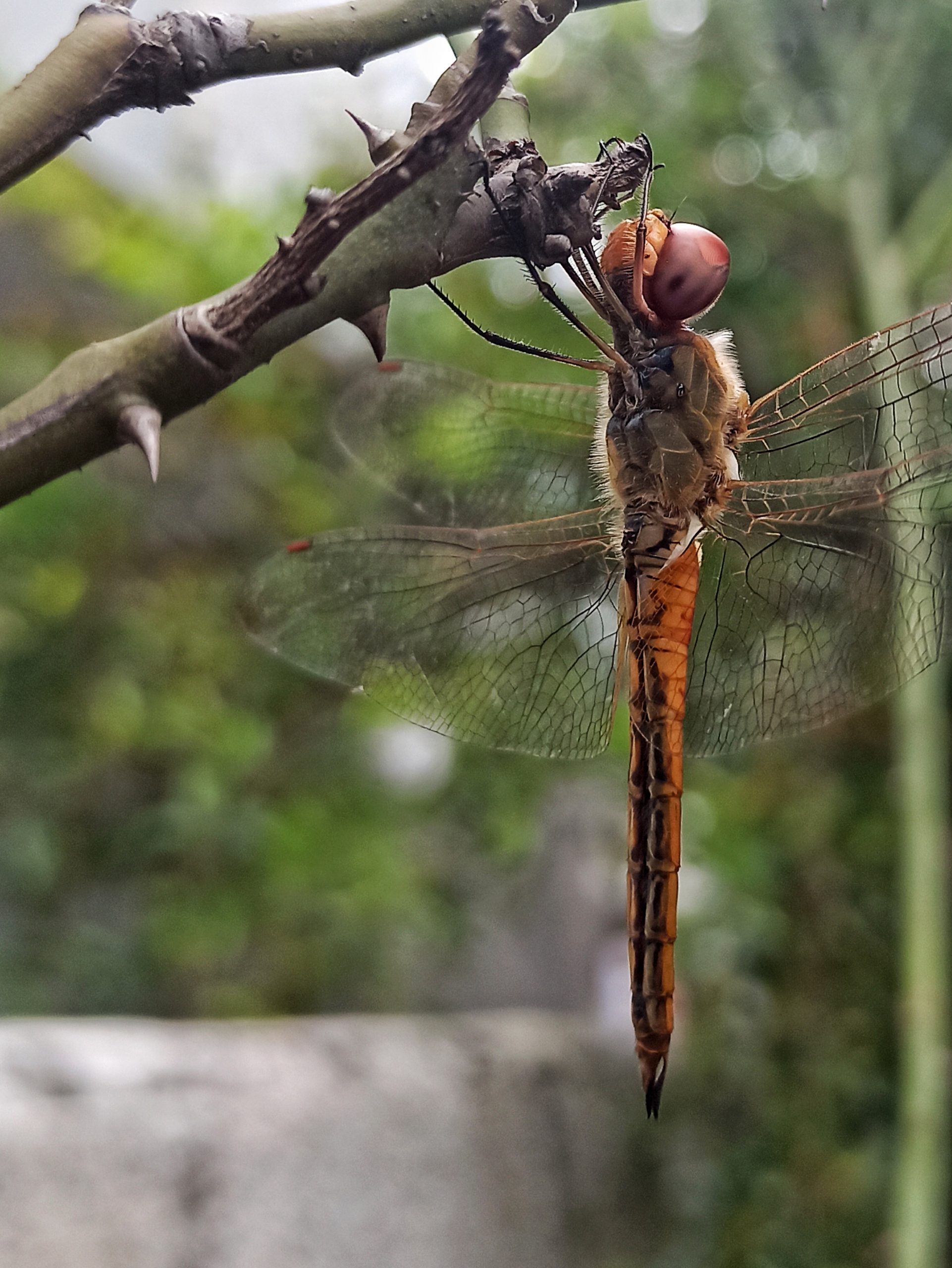 Dragonfly on a twig.