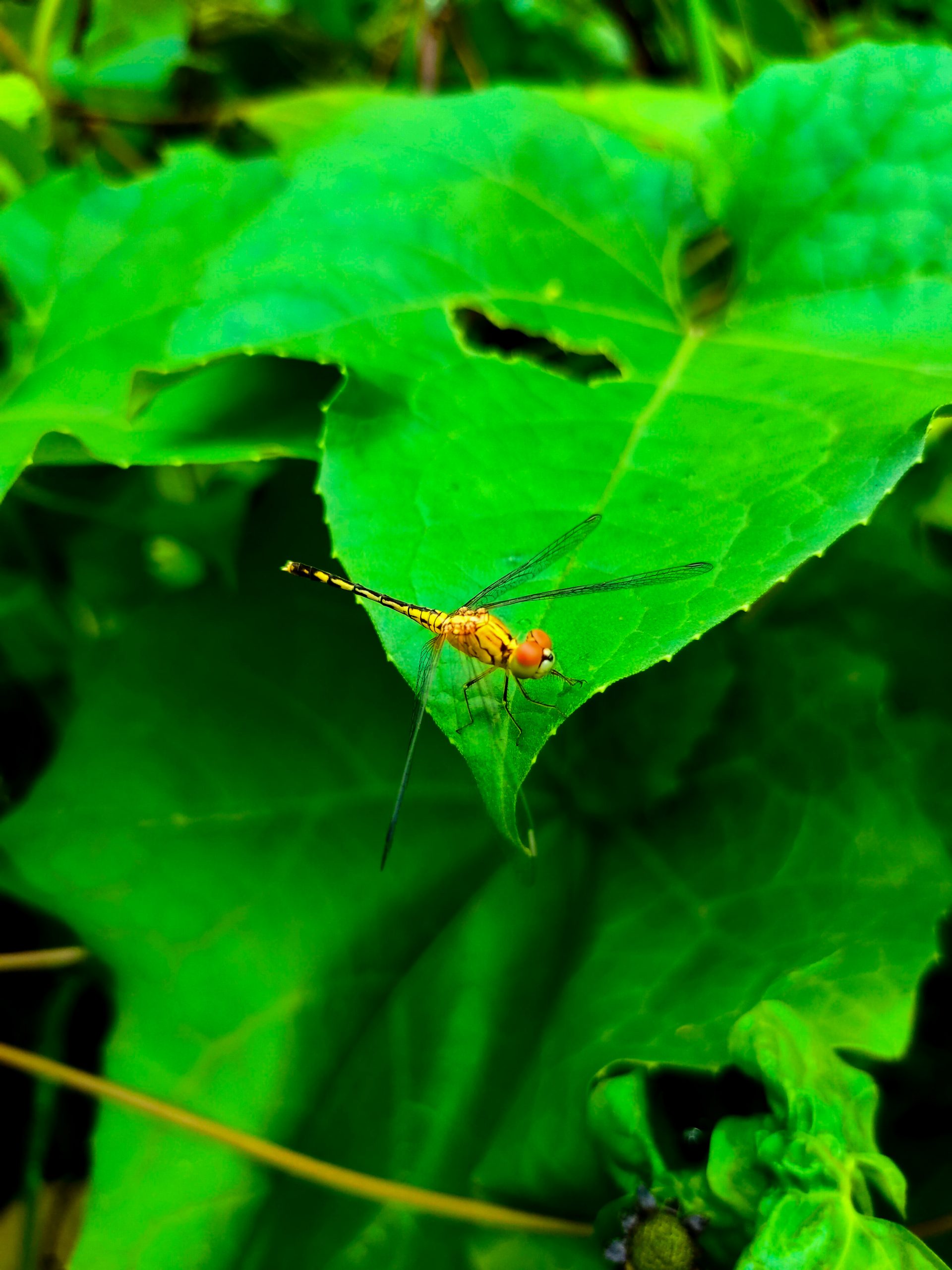 Dragon Fly on a leaf