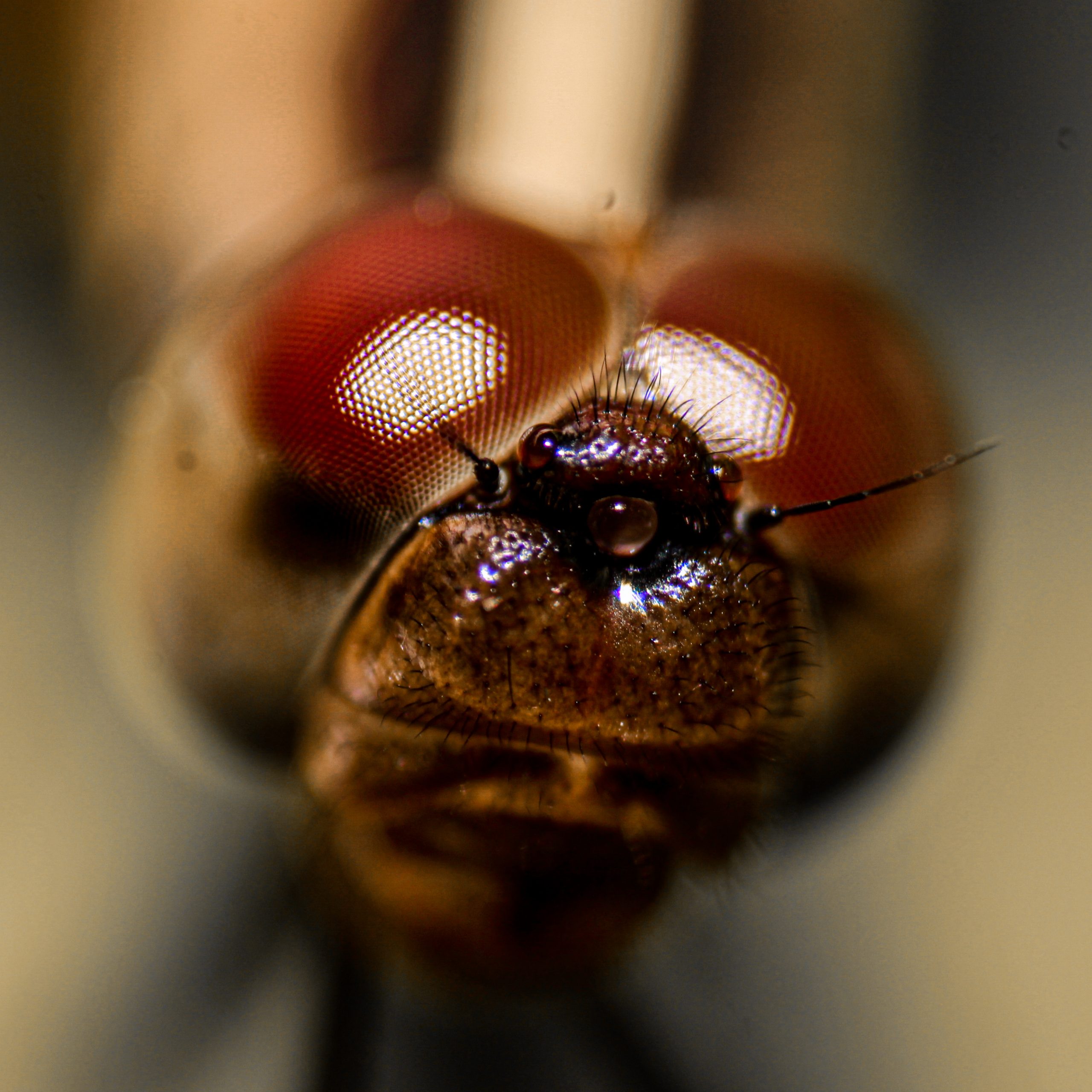 Closer look of an insect's head