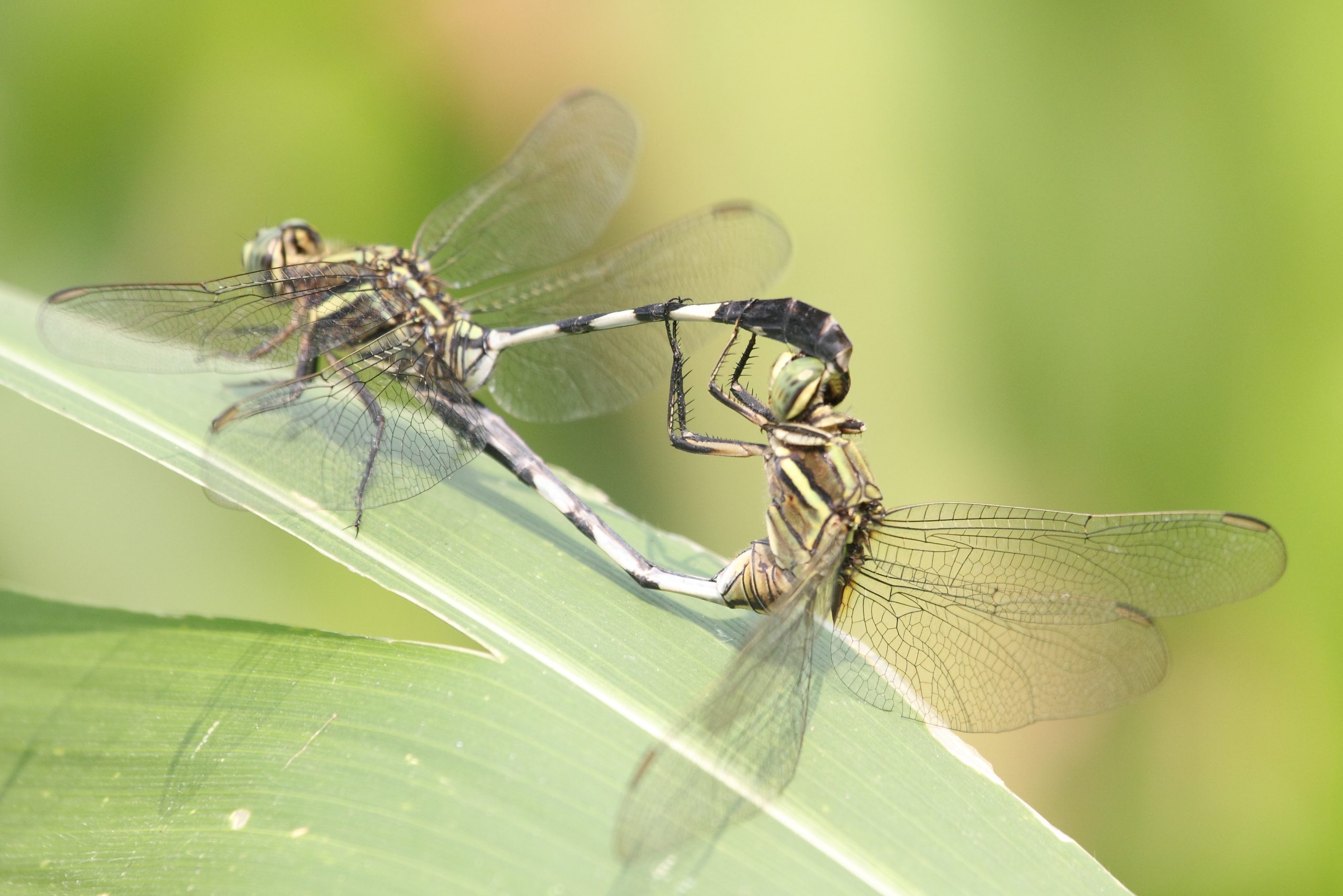 Dragonfly mating