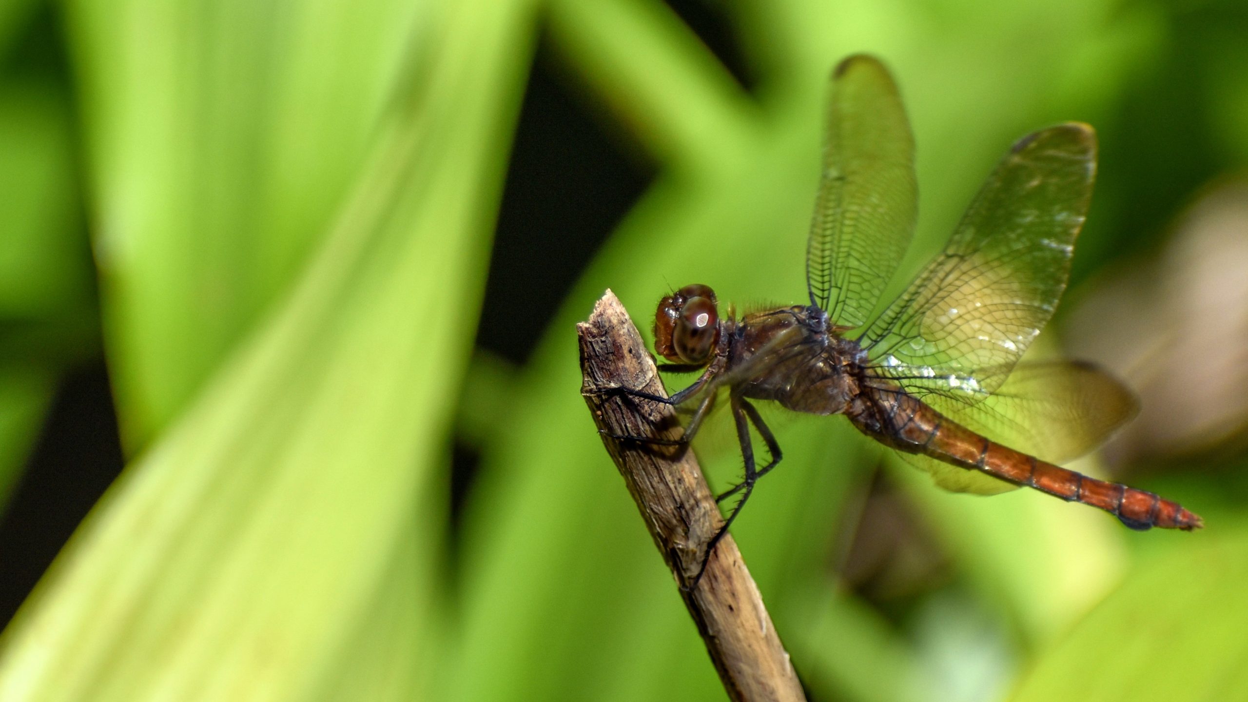 Ordinary dragonfly