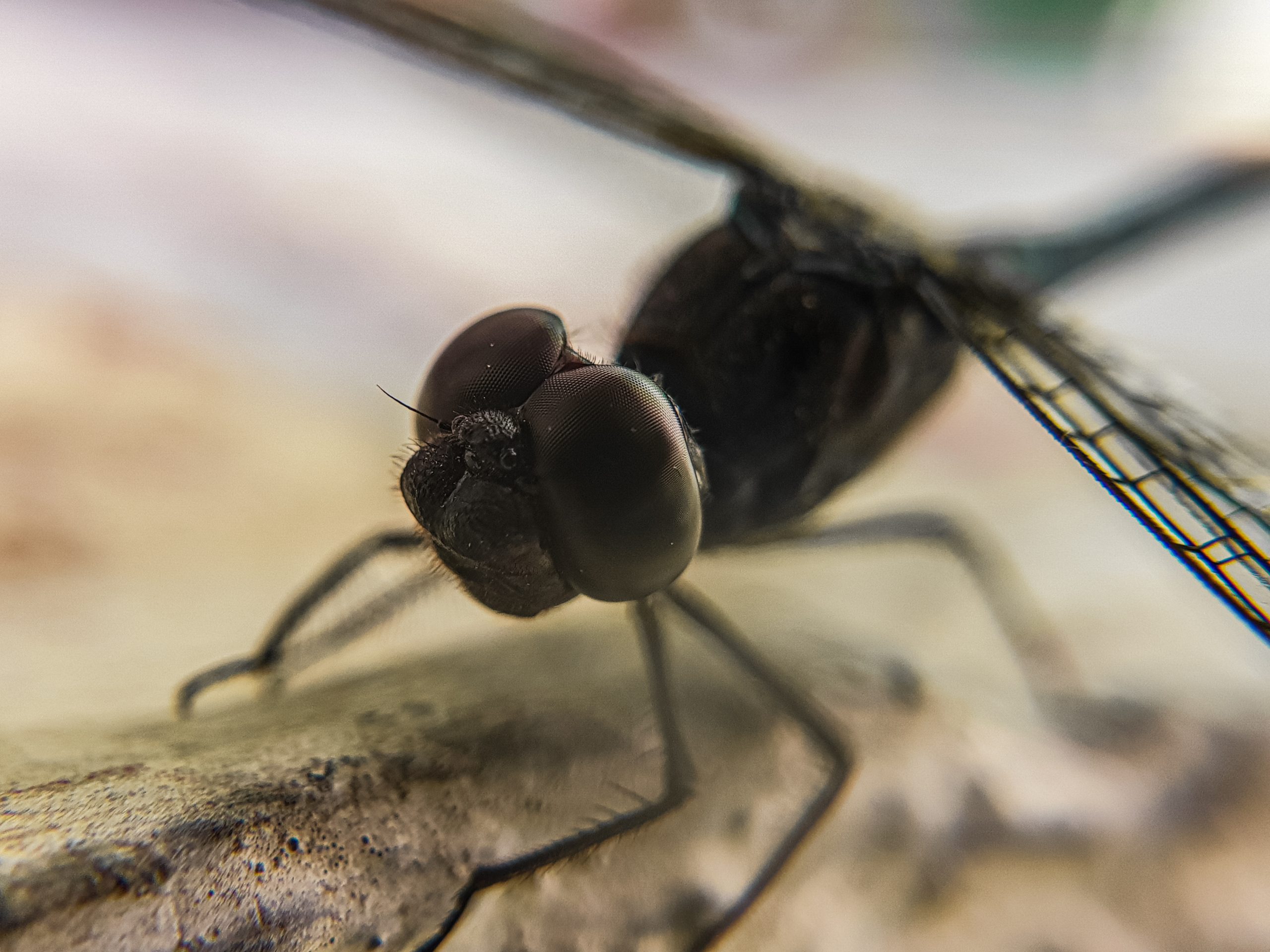 close up of dragonfly