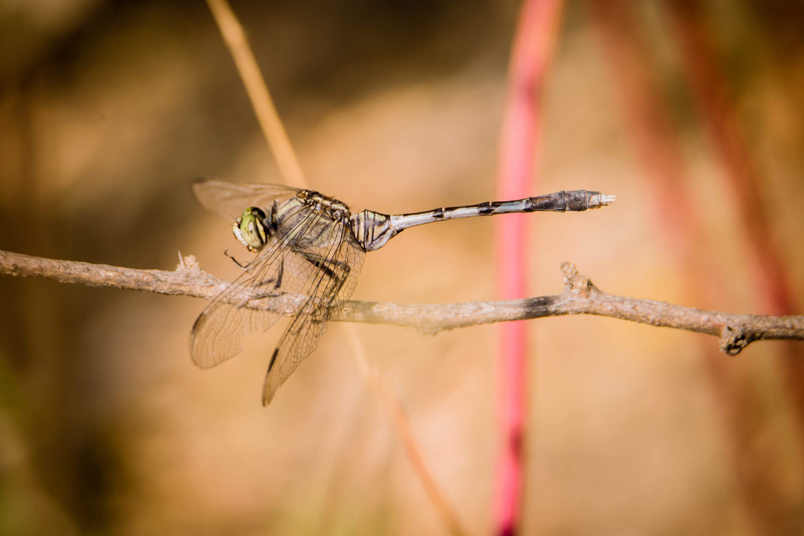 A dragonfly on a plant