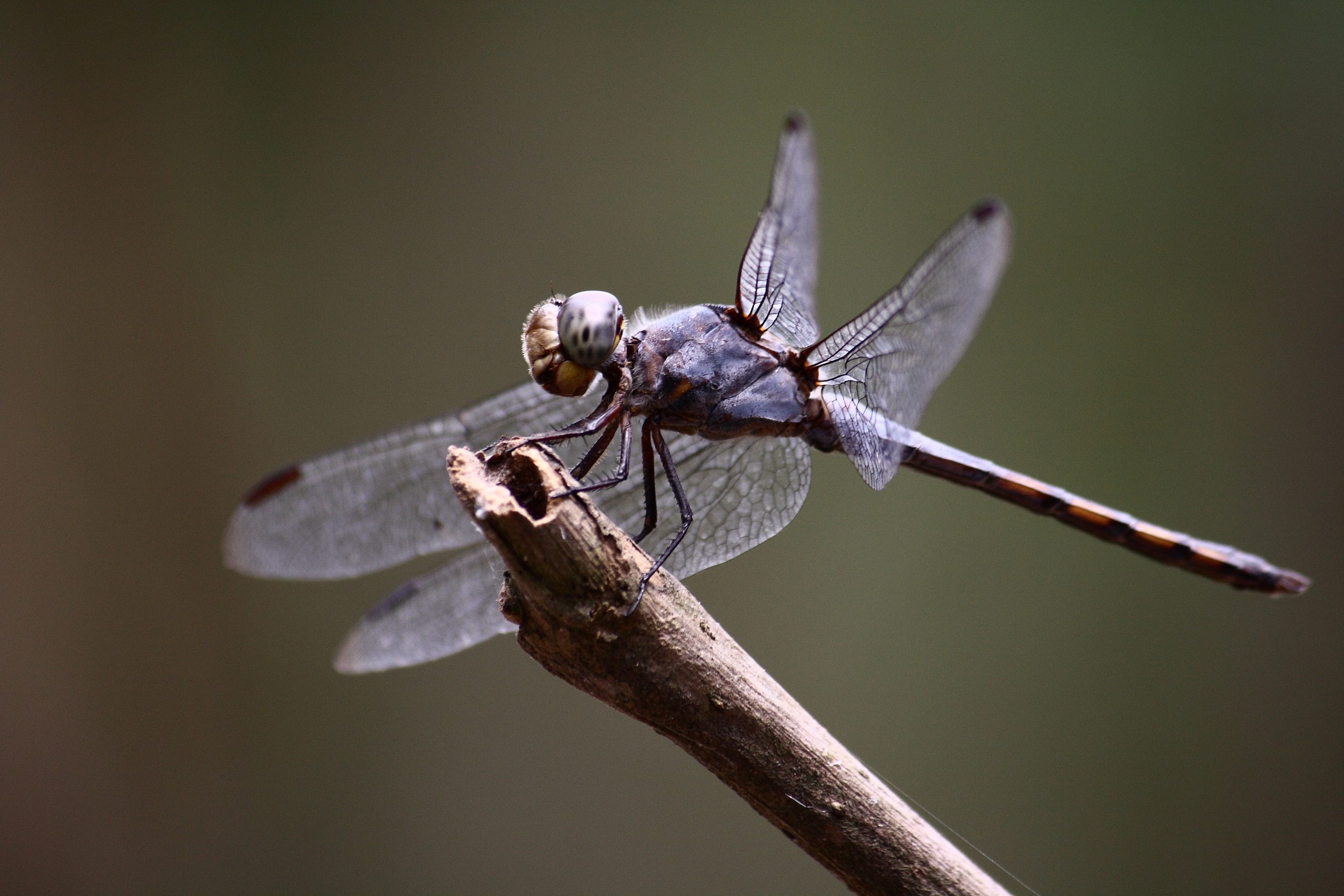 Dragonfly