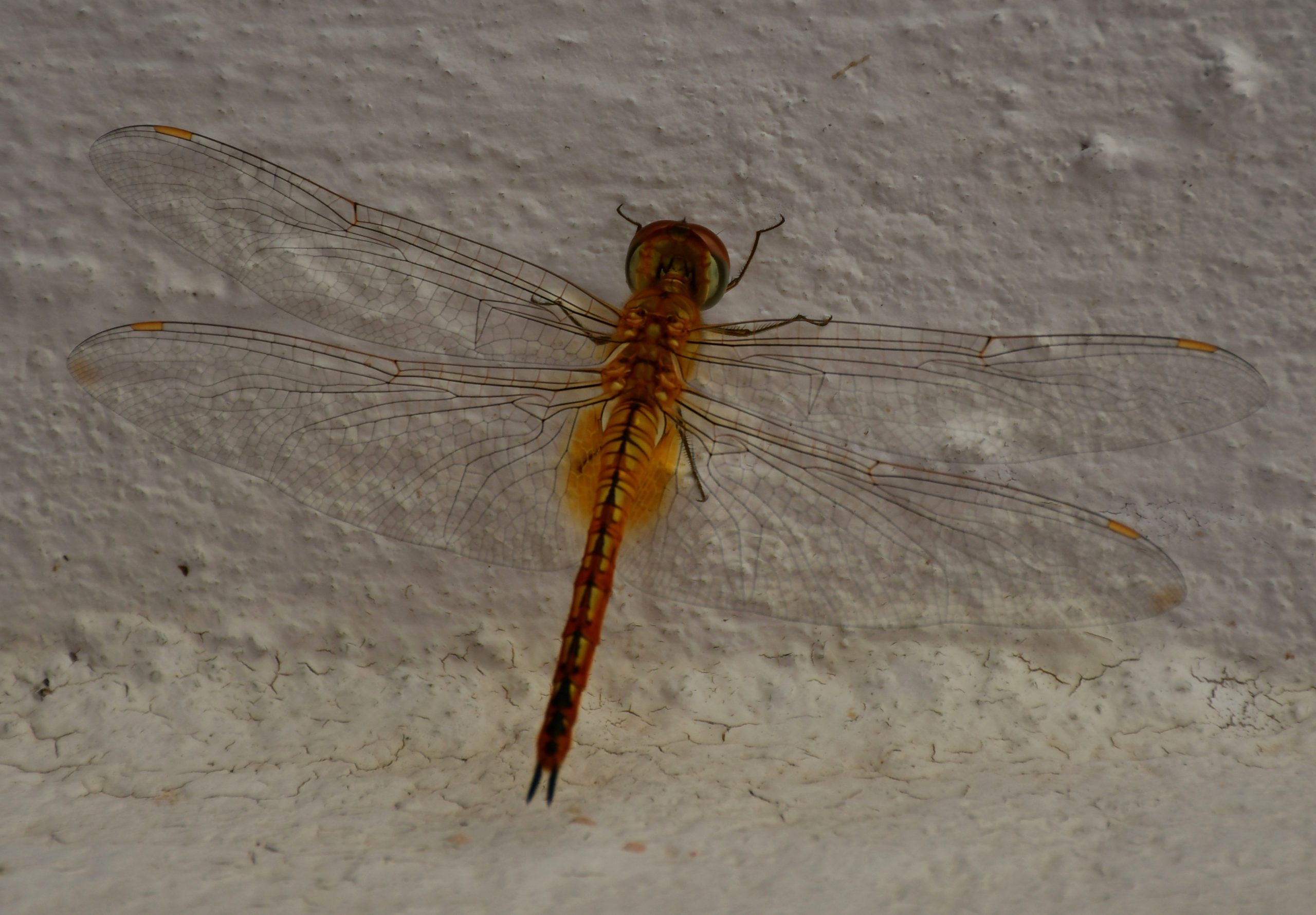 A golden dragonfly
