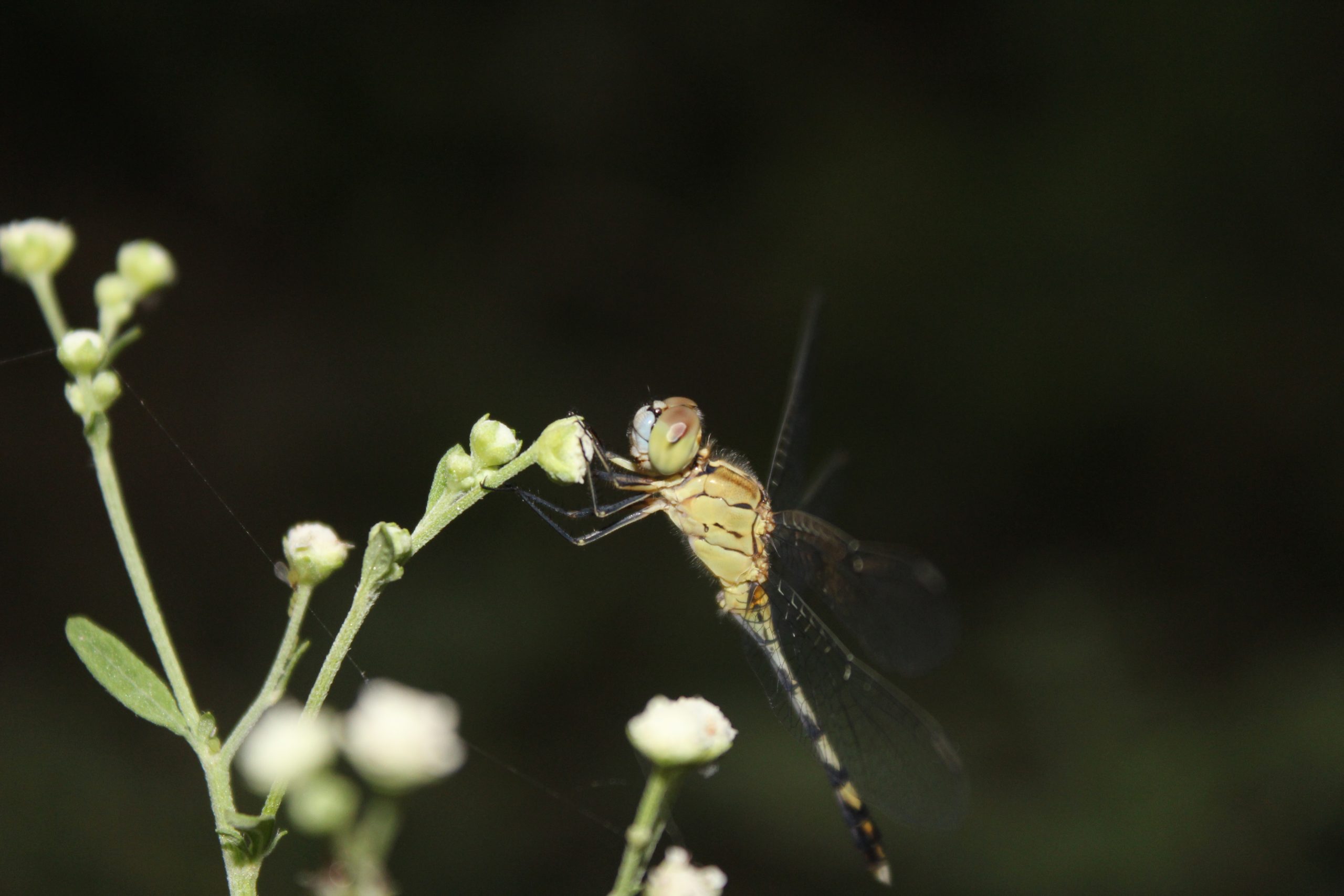 Dragonfly Close-up