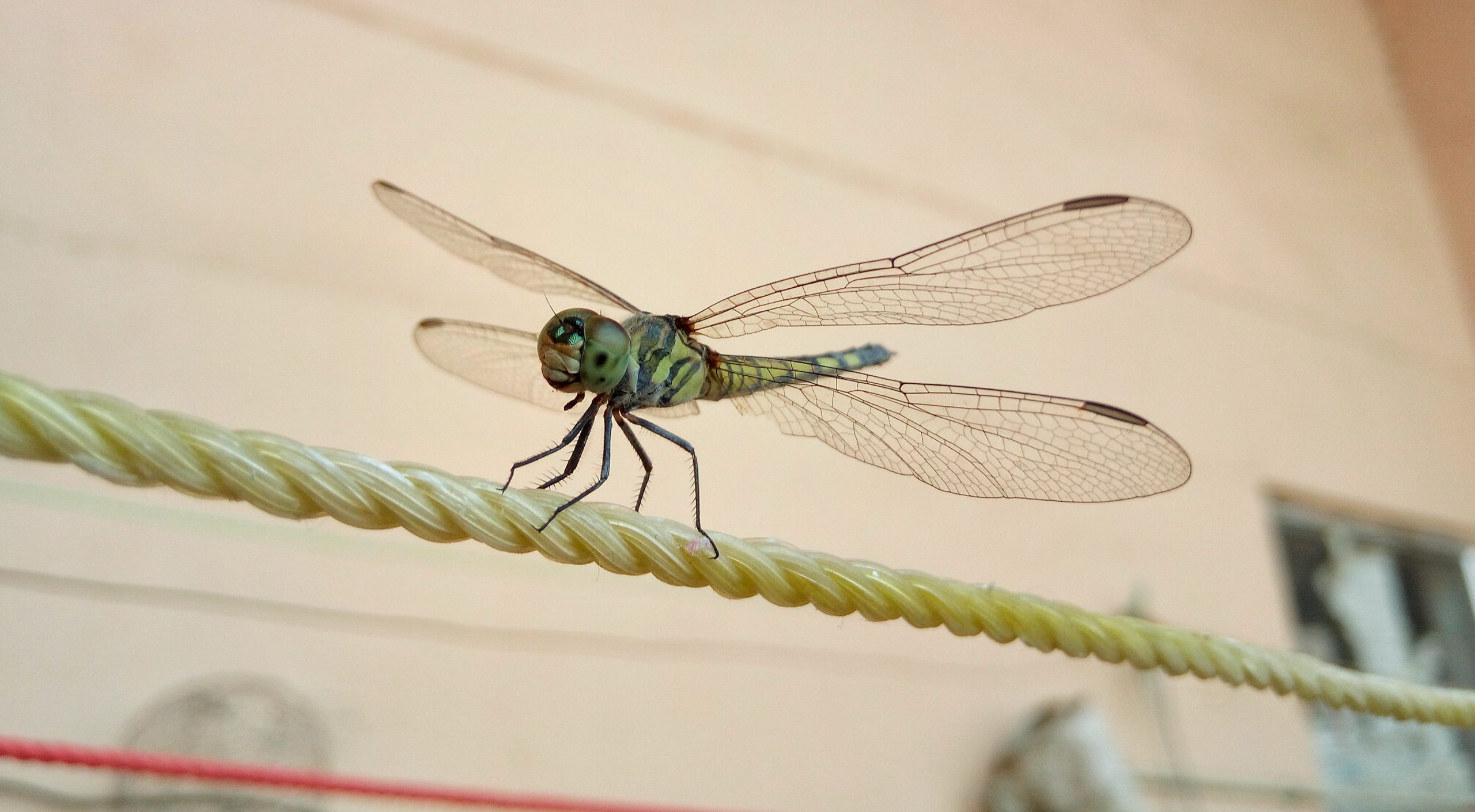 Dragonfly Close-up