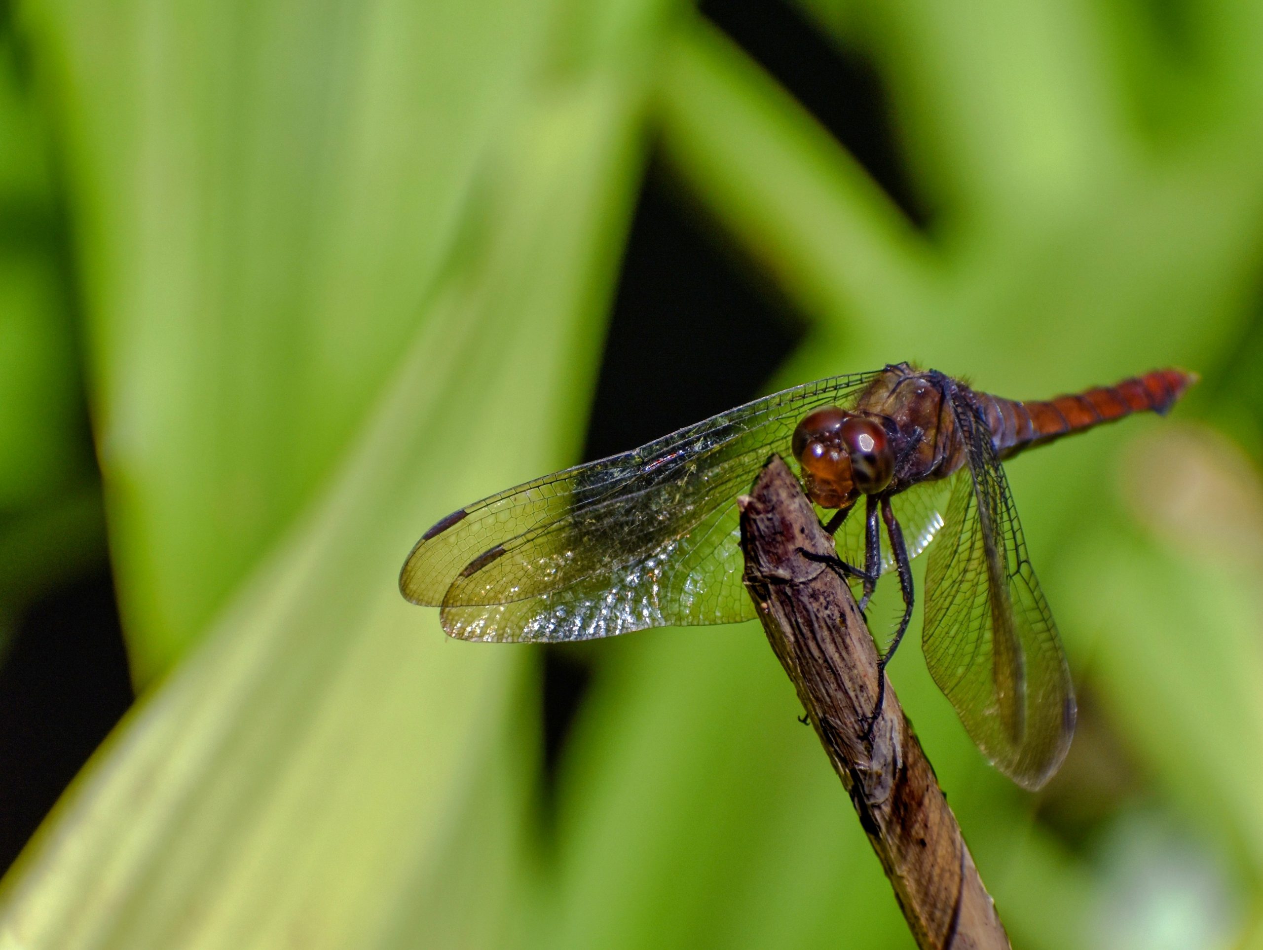 Dragonfly in a Stick on Focus