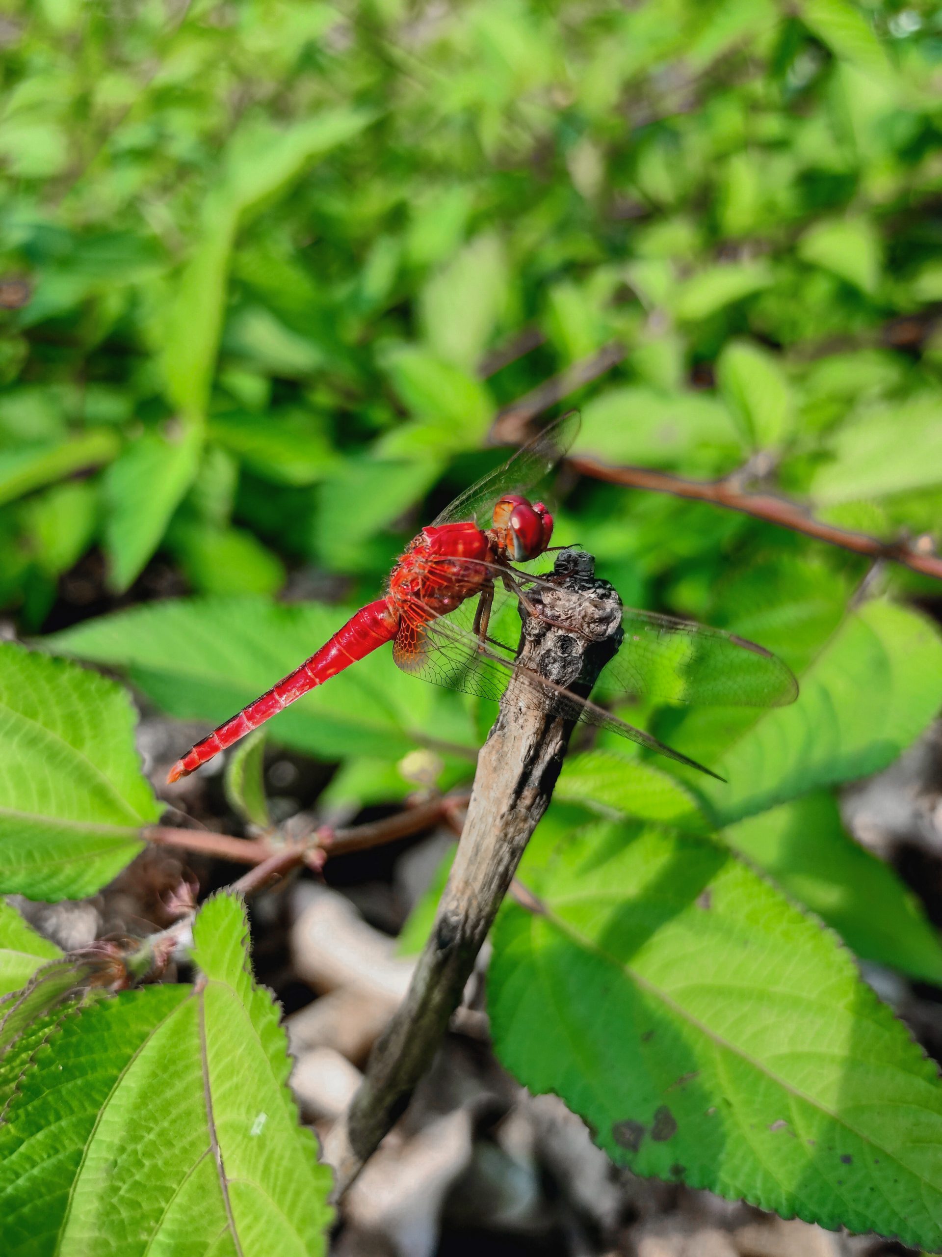 Dragonfly on a plant