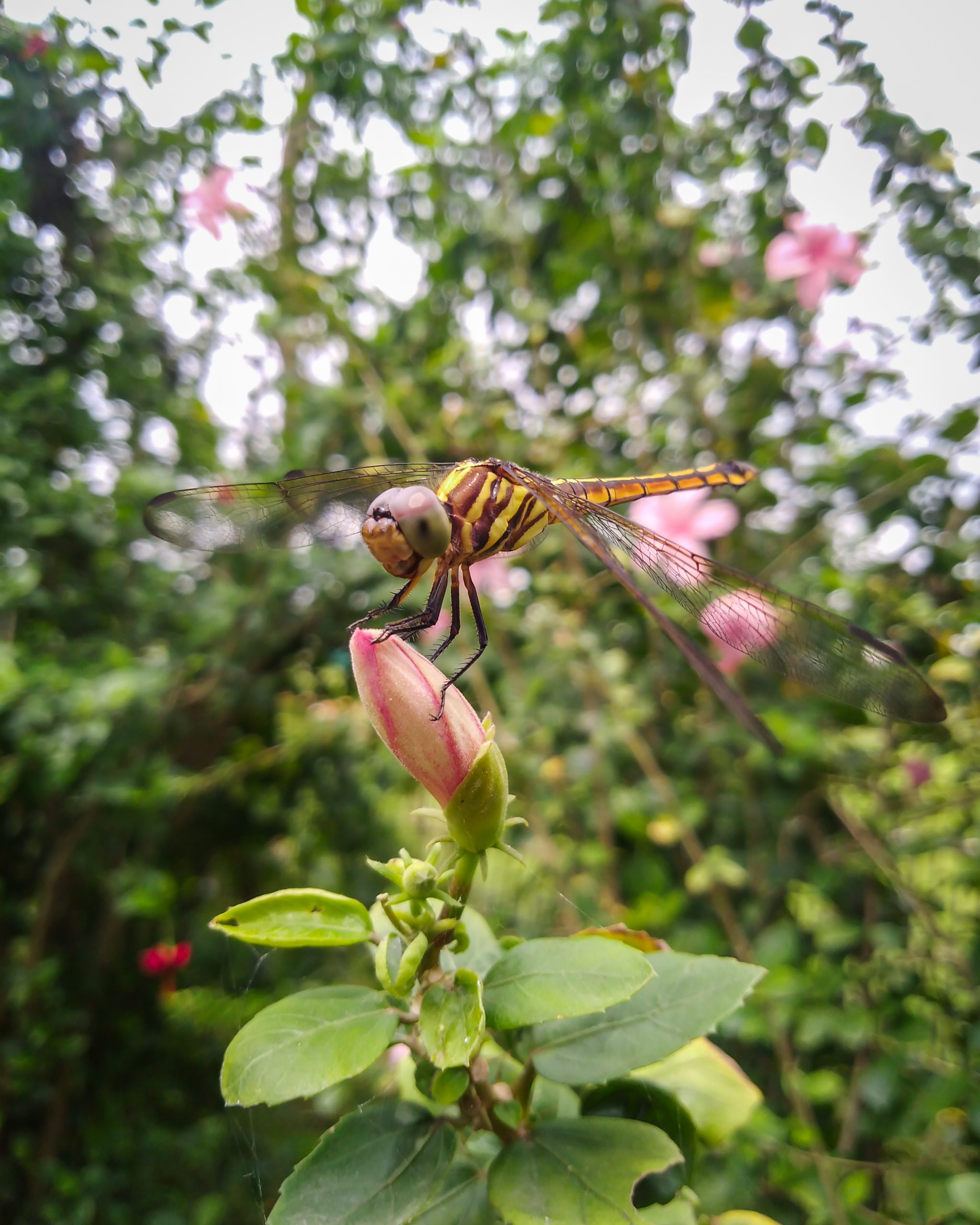 Dragonfly on a plant bud