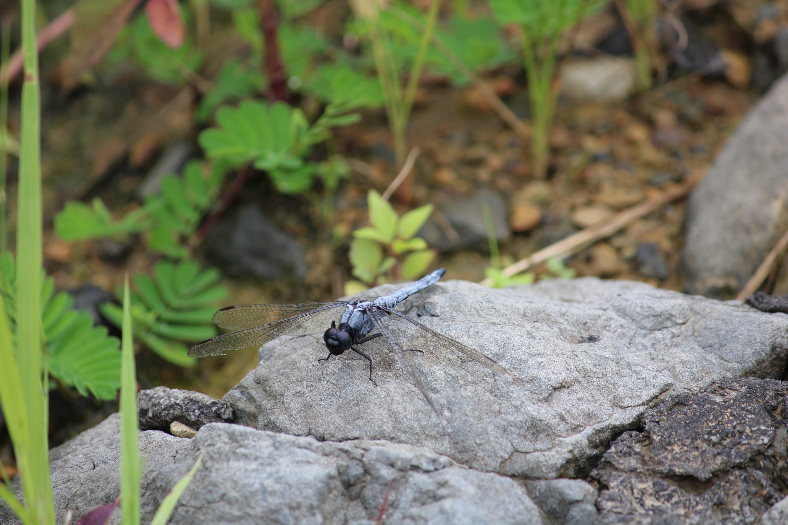 A dragonfly on a rock