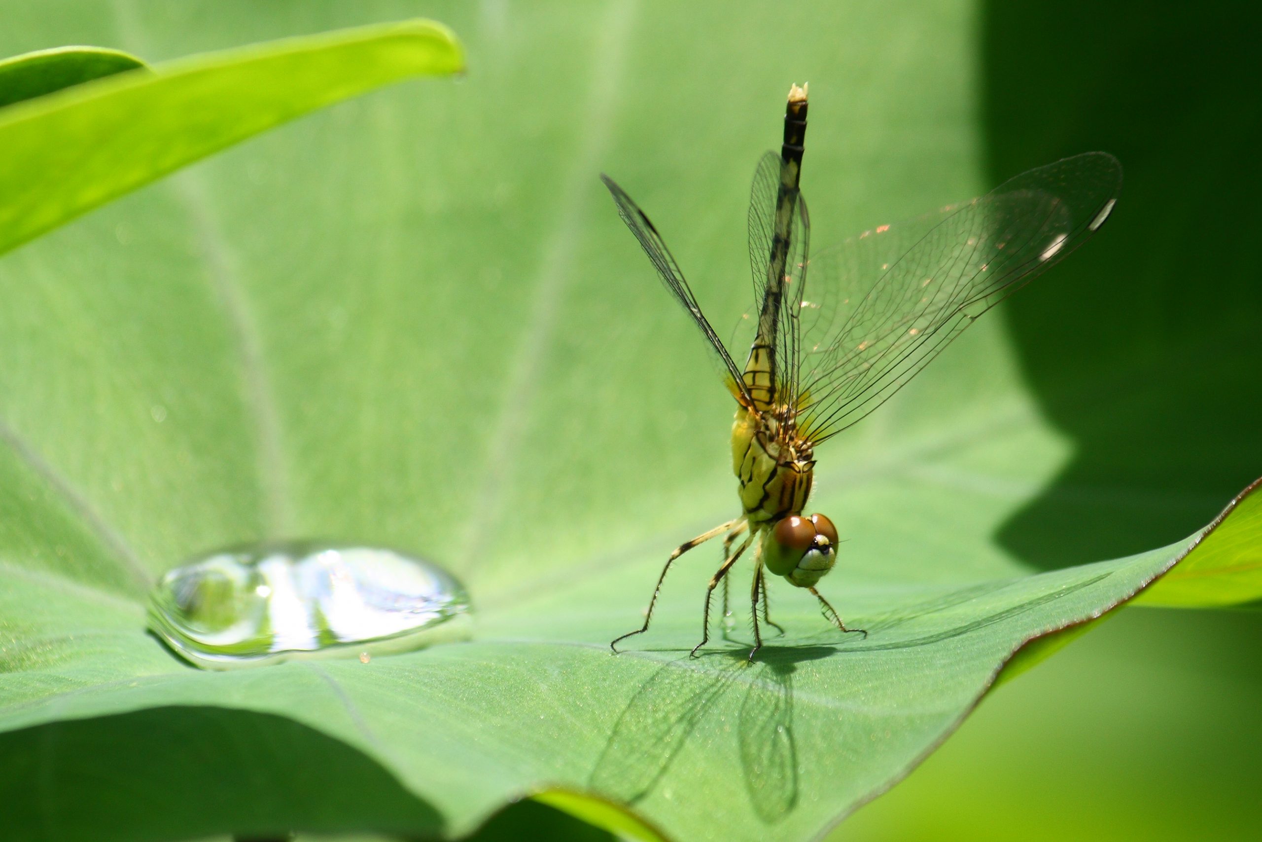 Dragonfly standing on the leaf