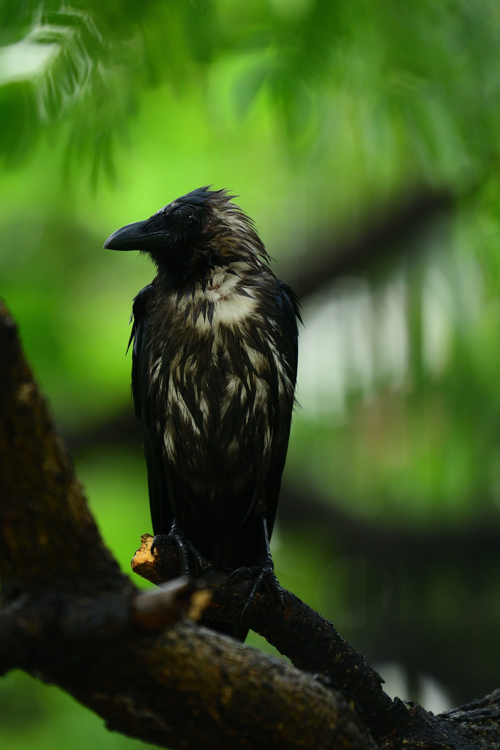 Drenched Crow