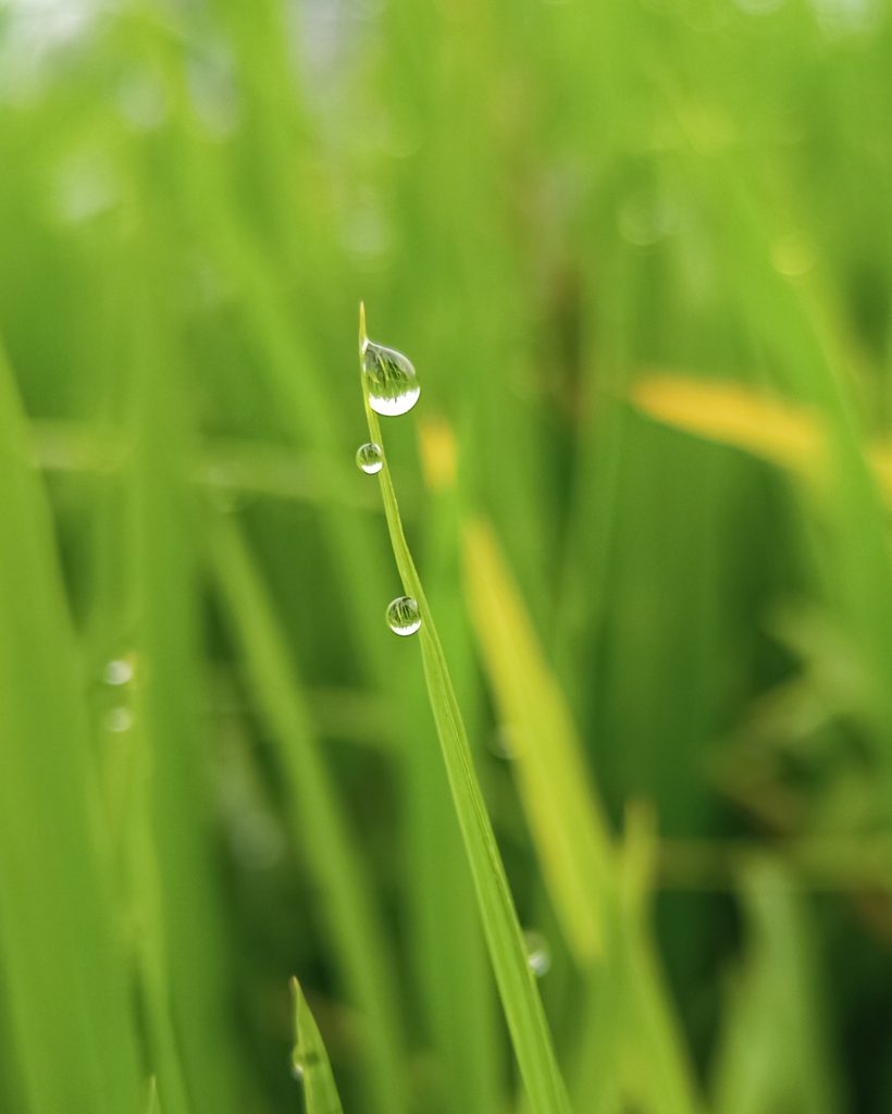 Drop on a grass - Free Image by Kundan kumar on PixaHive.com