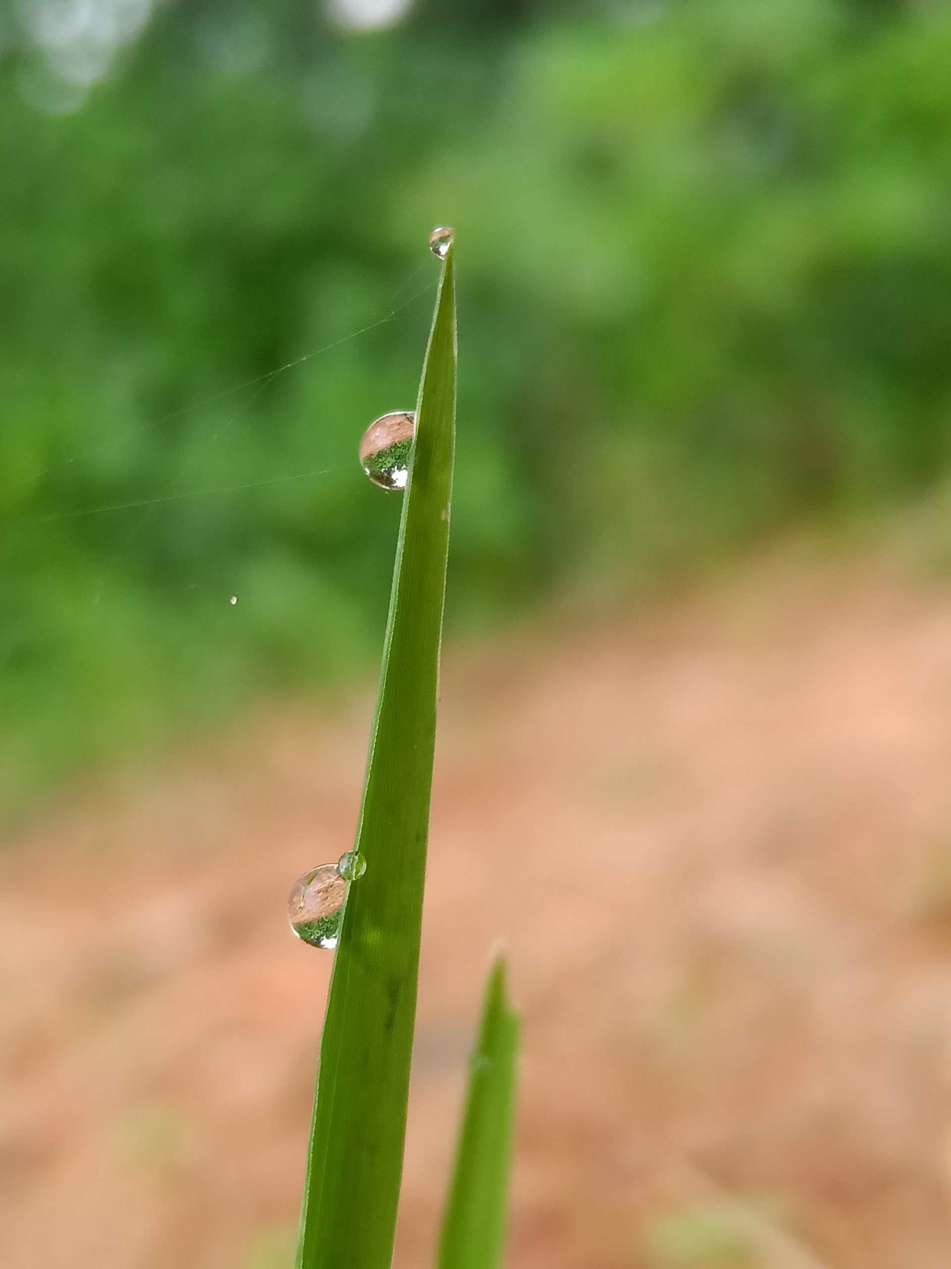 Droplets in Plant Twig on Focus
