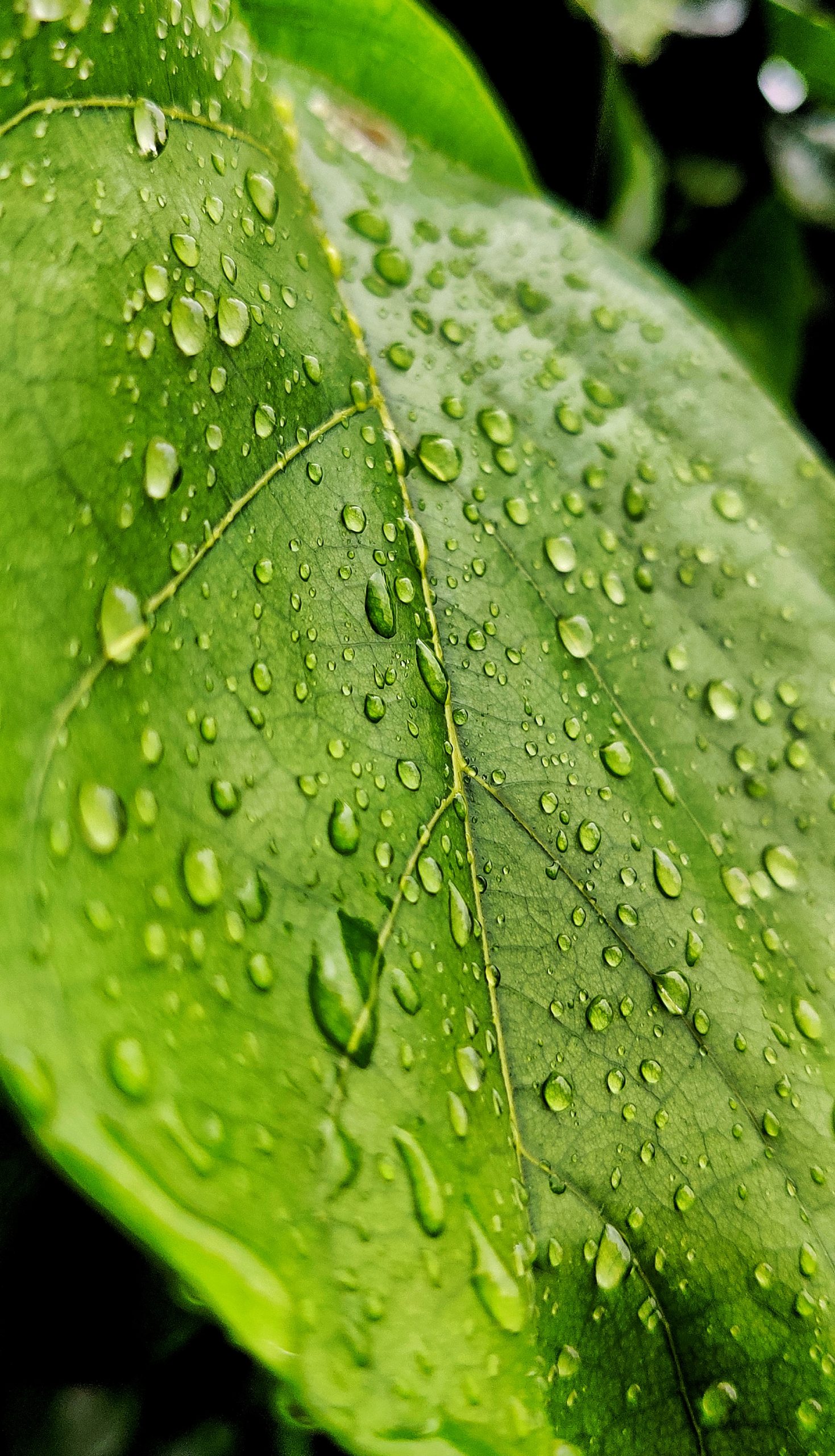 Droplets on Leaves