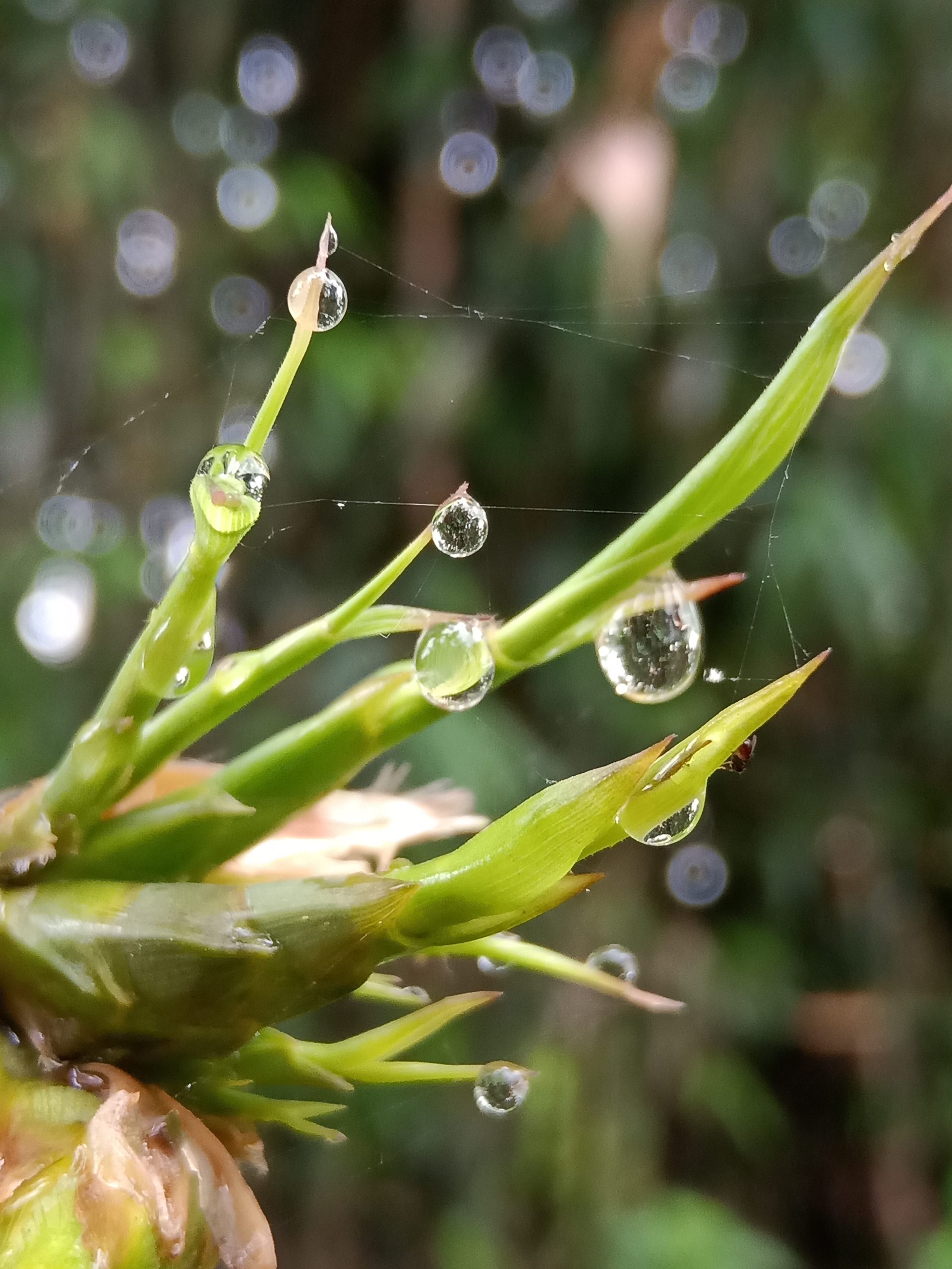 rain drops falling on plants