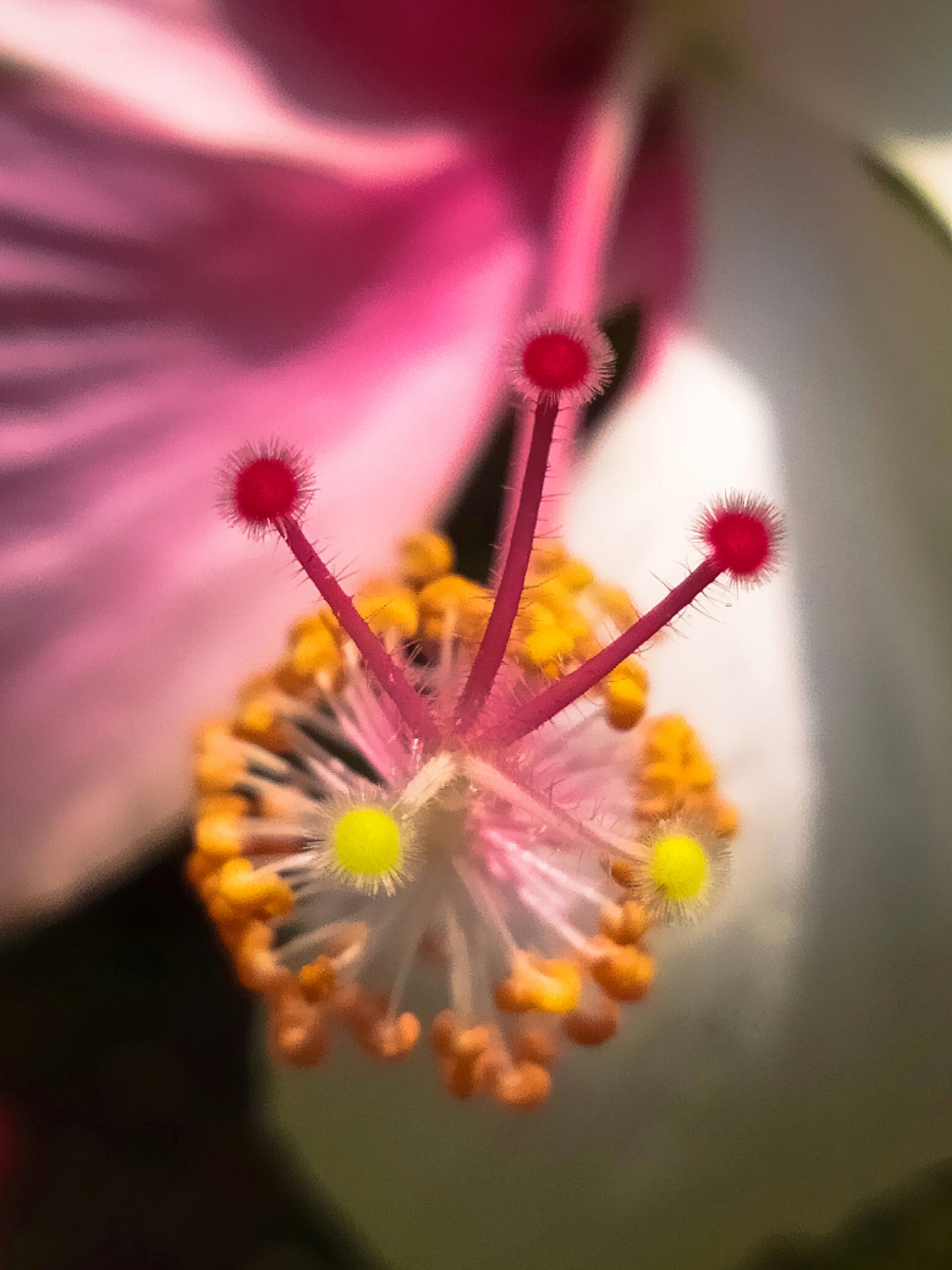 Dual colored Hibiscus closeup
