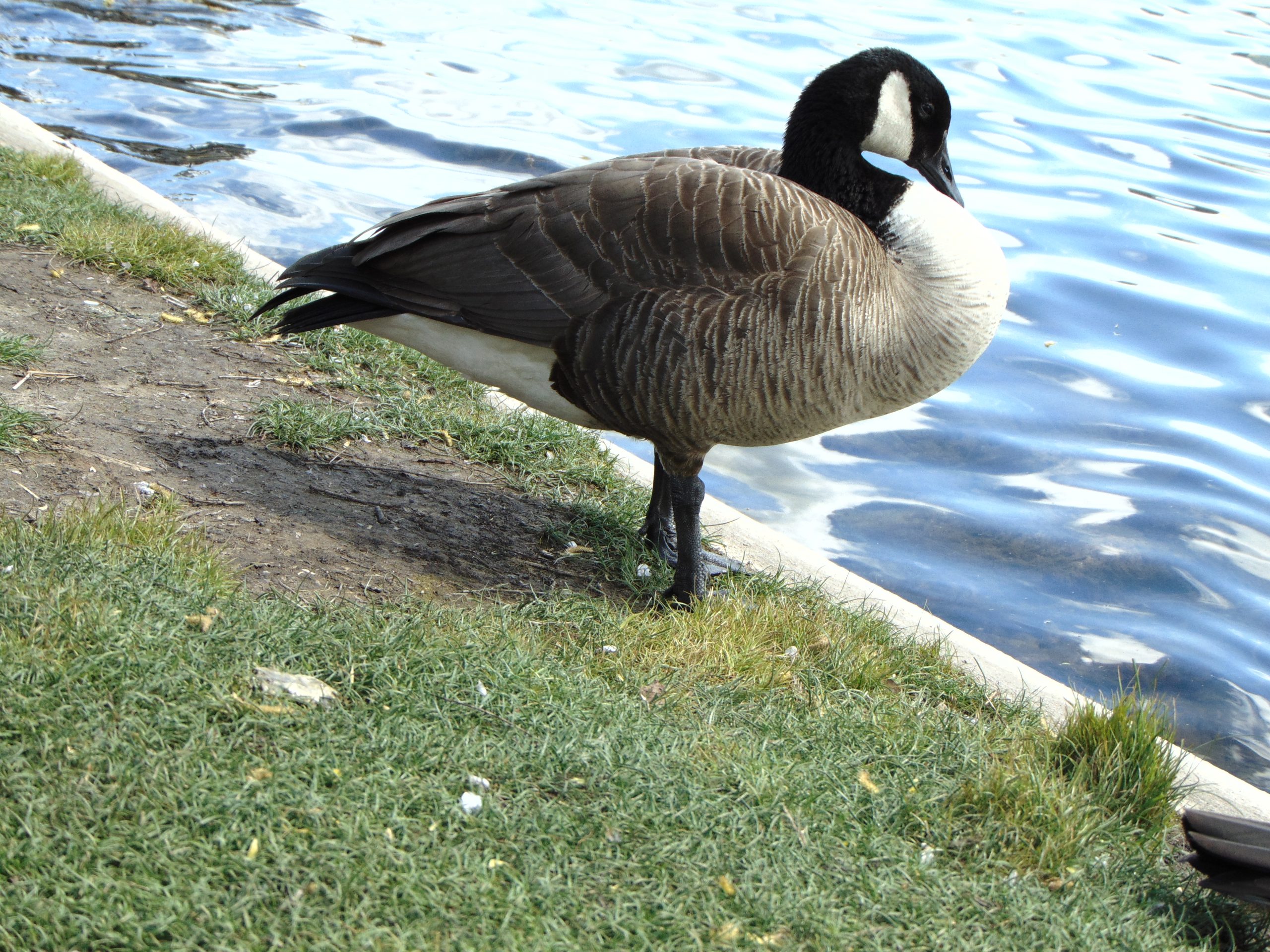 Duck by the Waters