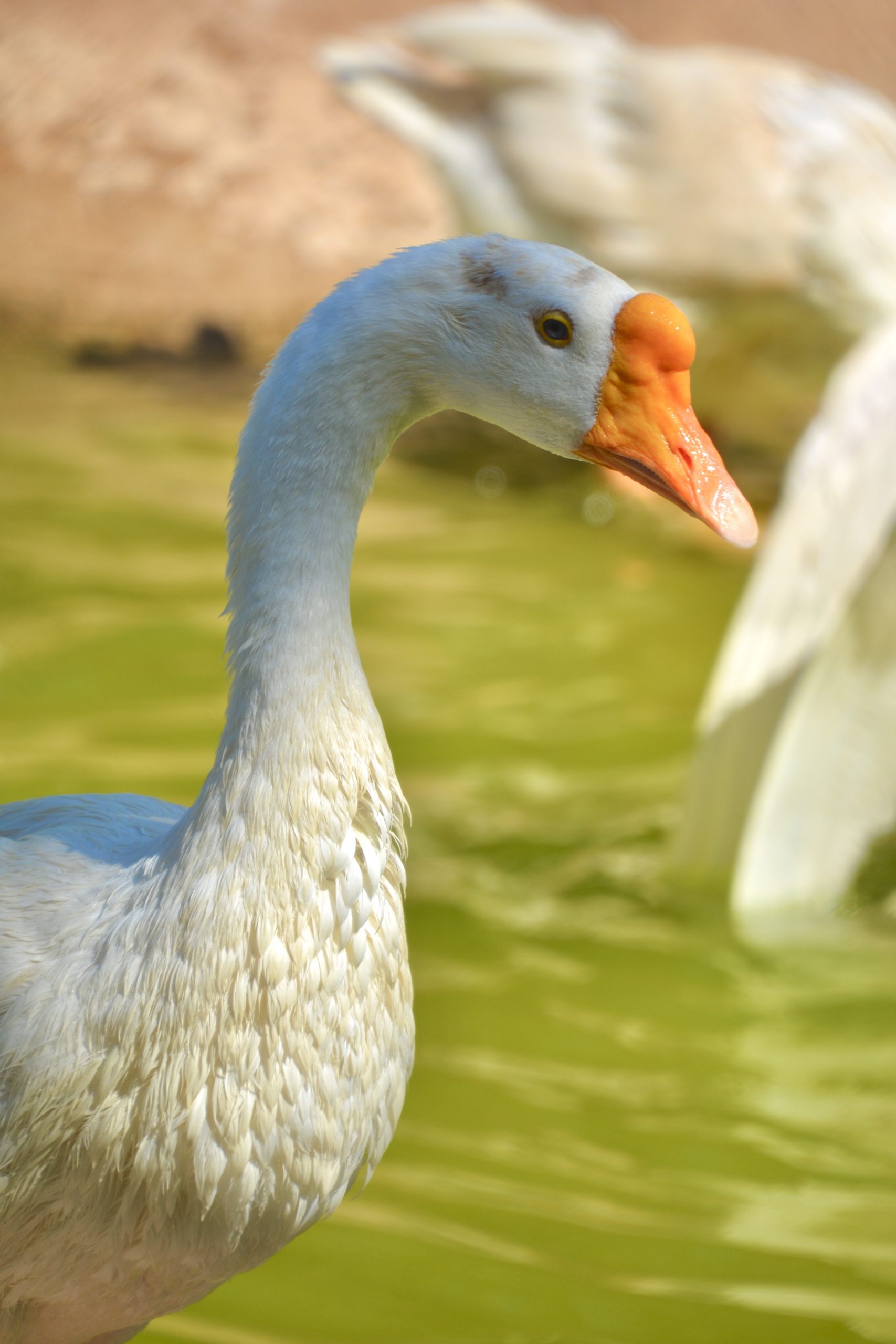 Duck on calm water