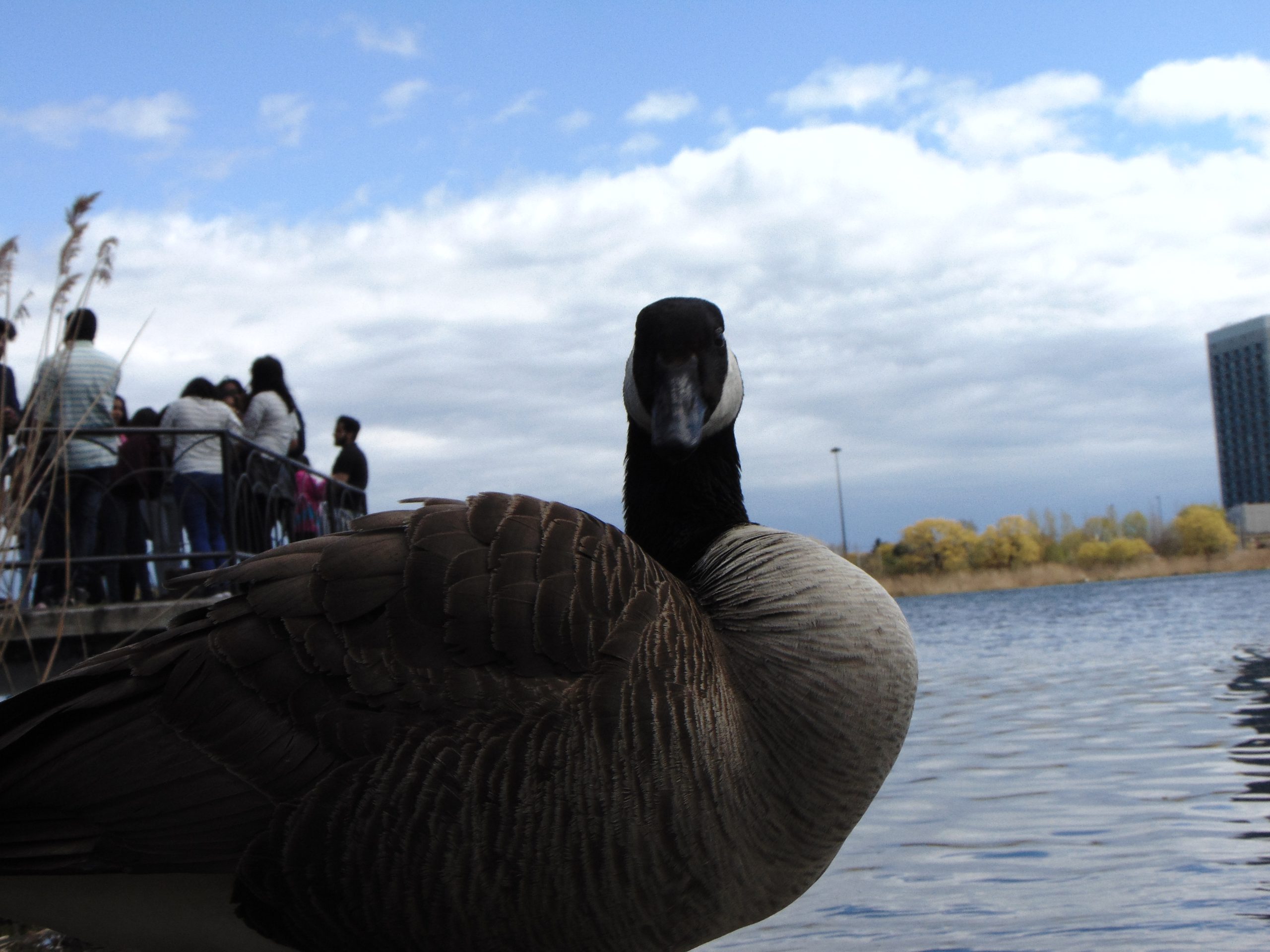 Duck standing near river