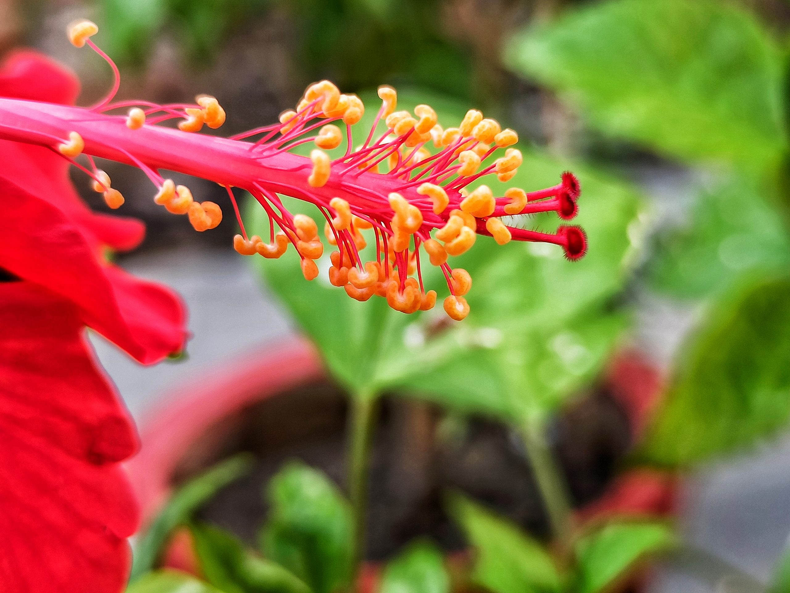 Hibiscus flower's pollen