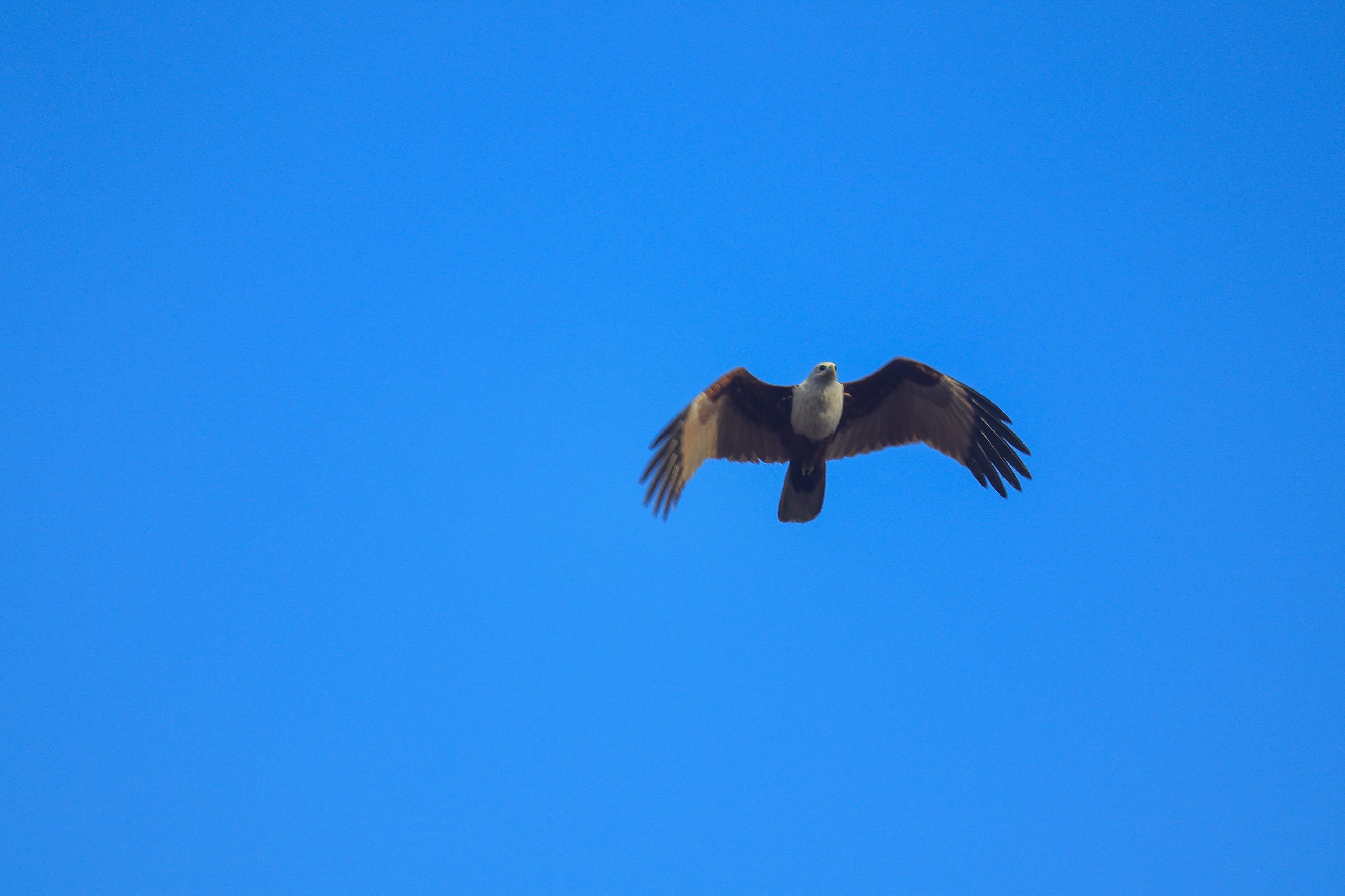 Eagle Flying in the Sky