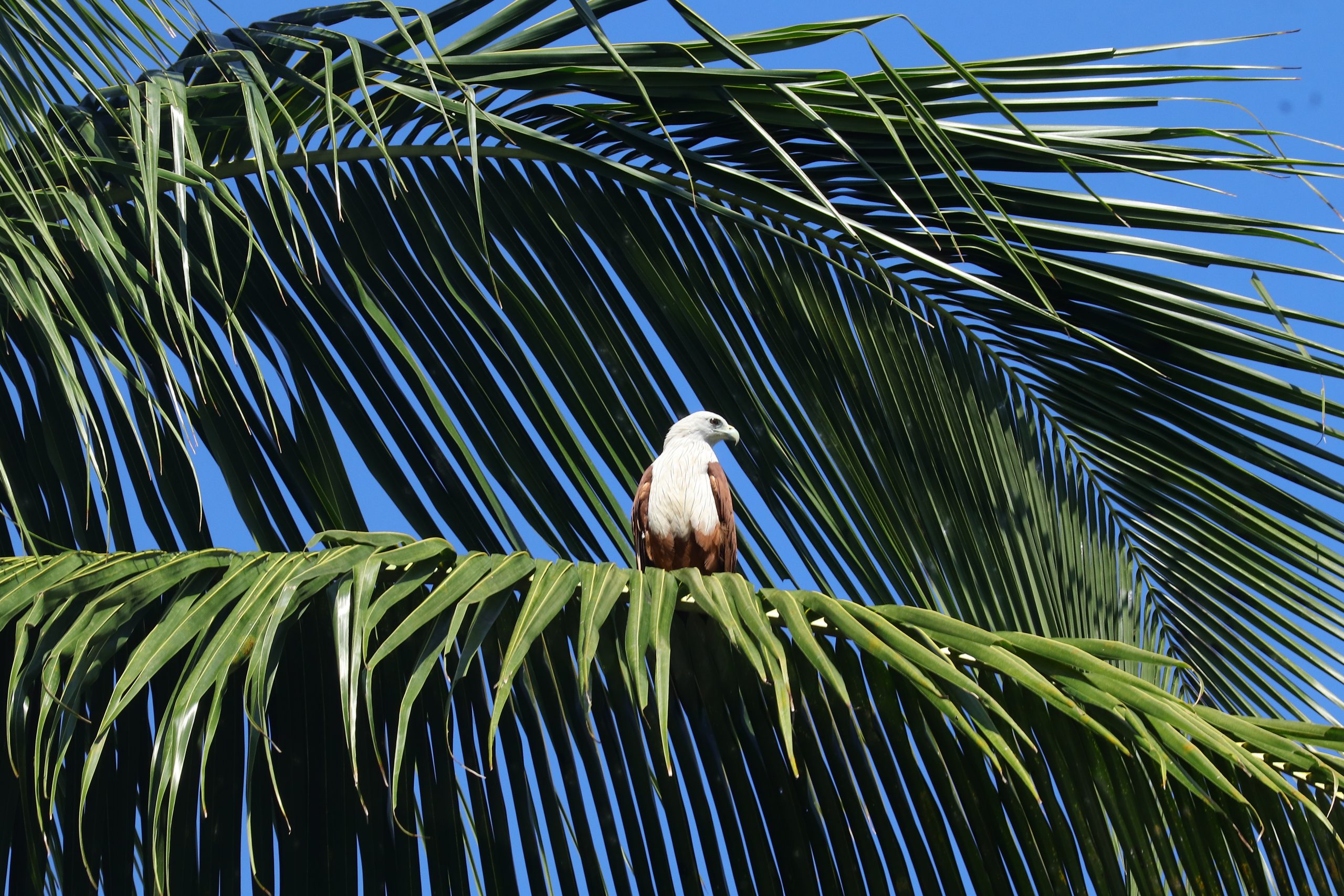 Eagle sitting on a branch of palm tree