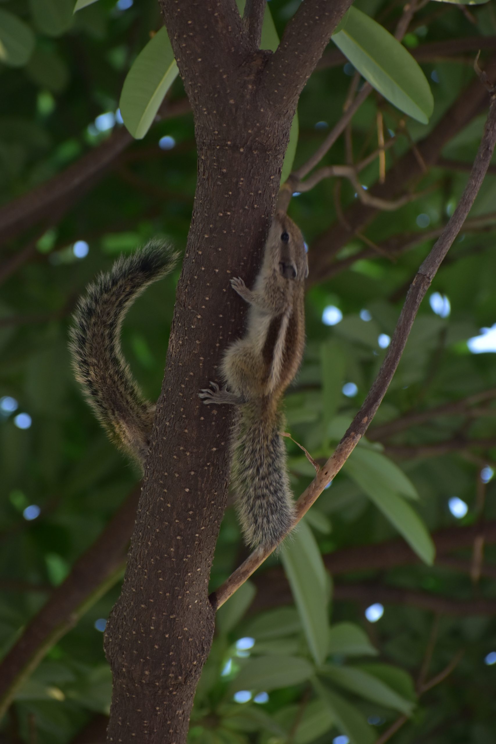 Eastern chipmunks on Tree Branch