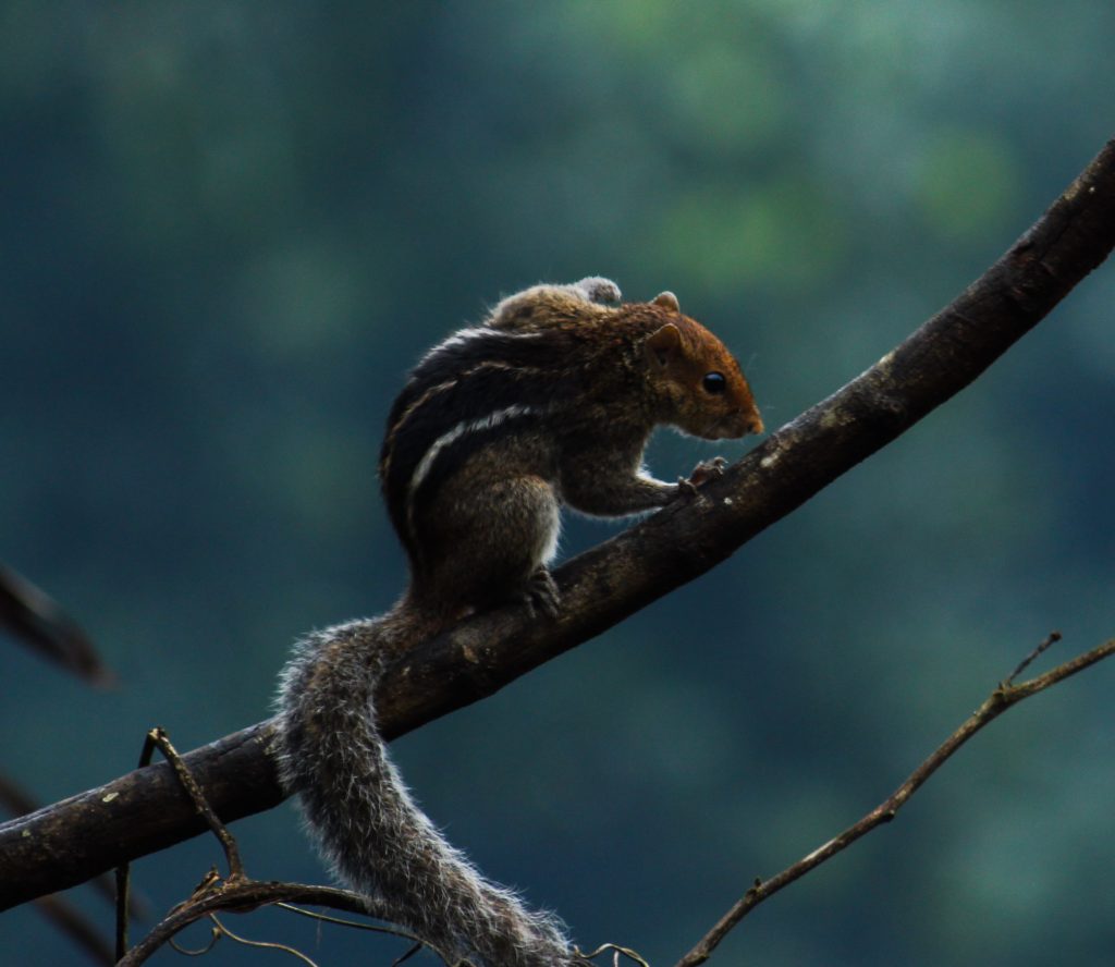 Eastern chipmunks on Tree Branch - PixaHive