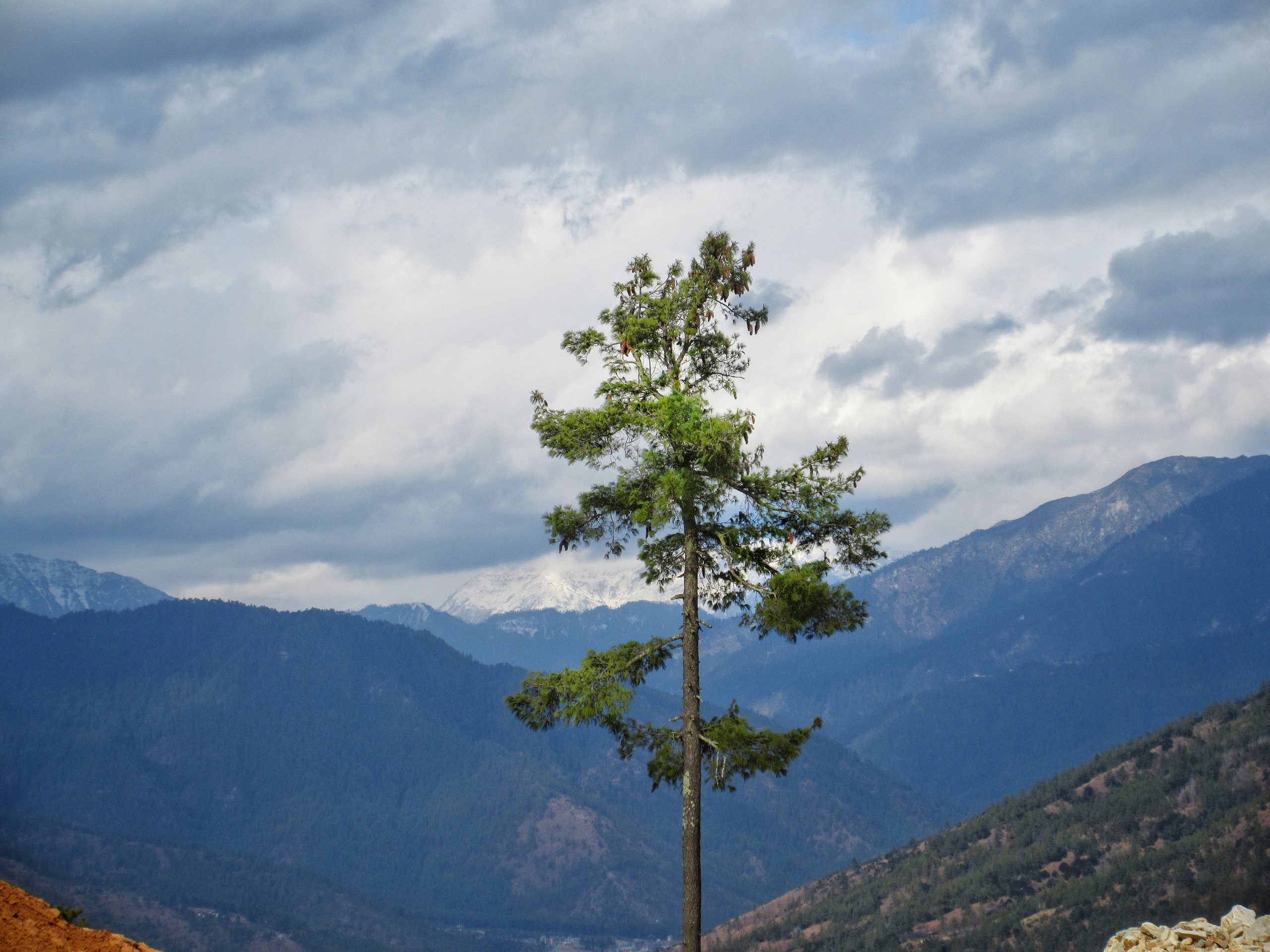 Eastern white pine on Focus