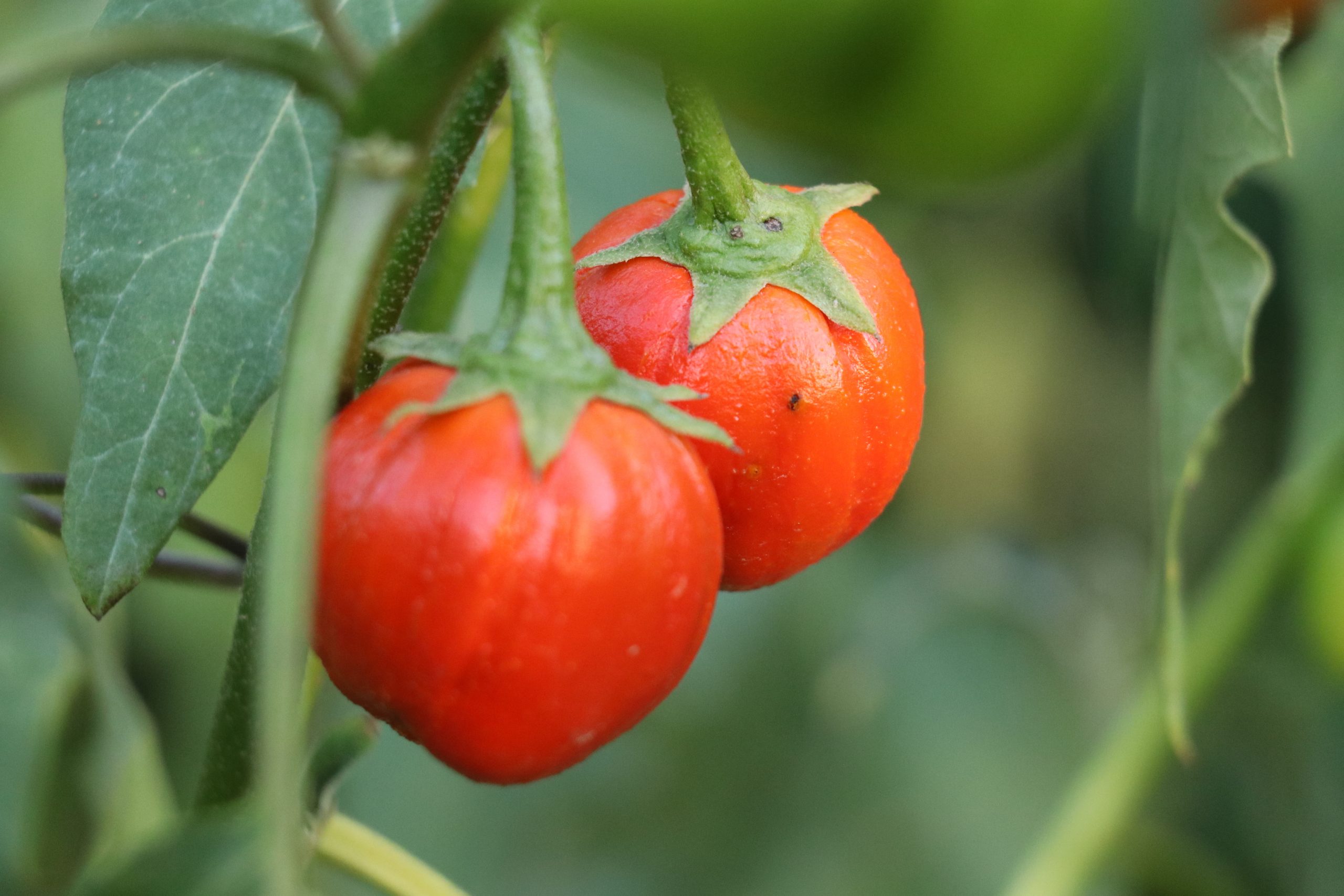 Plum Tomato Close-up