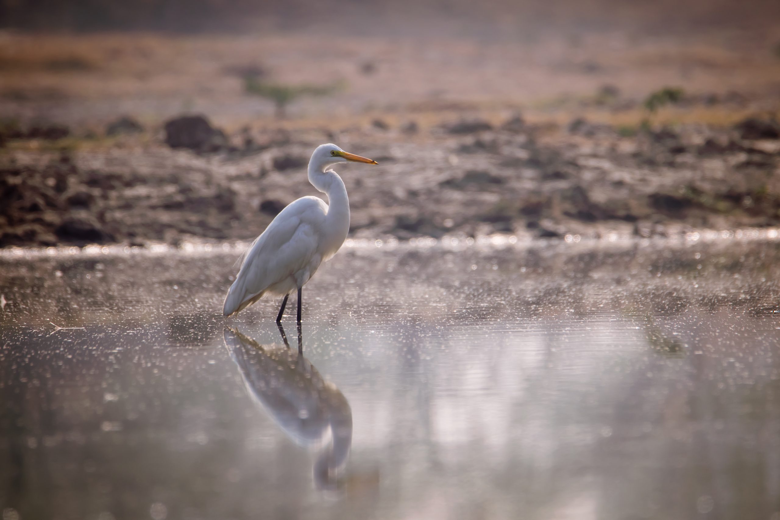 Egret at Sultanpur National Park