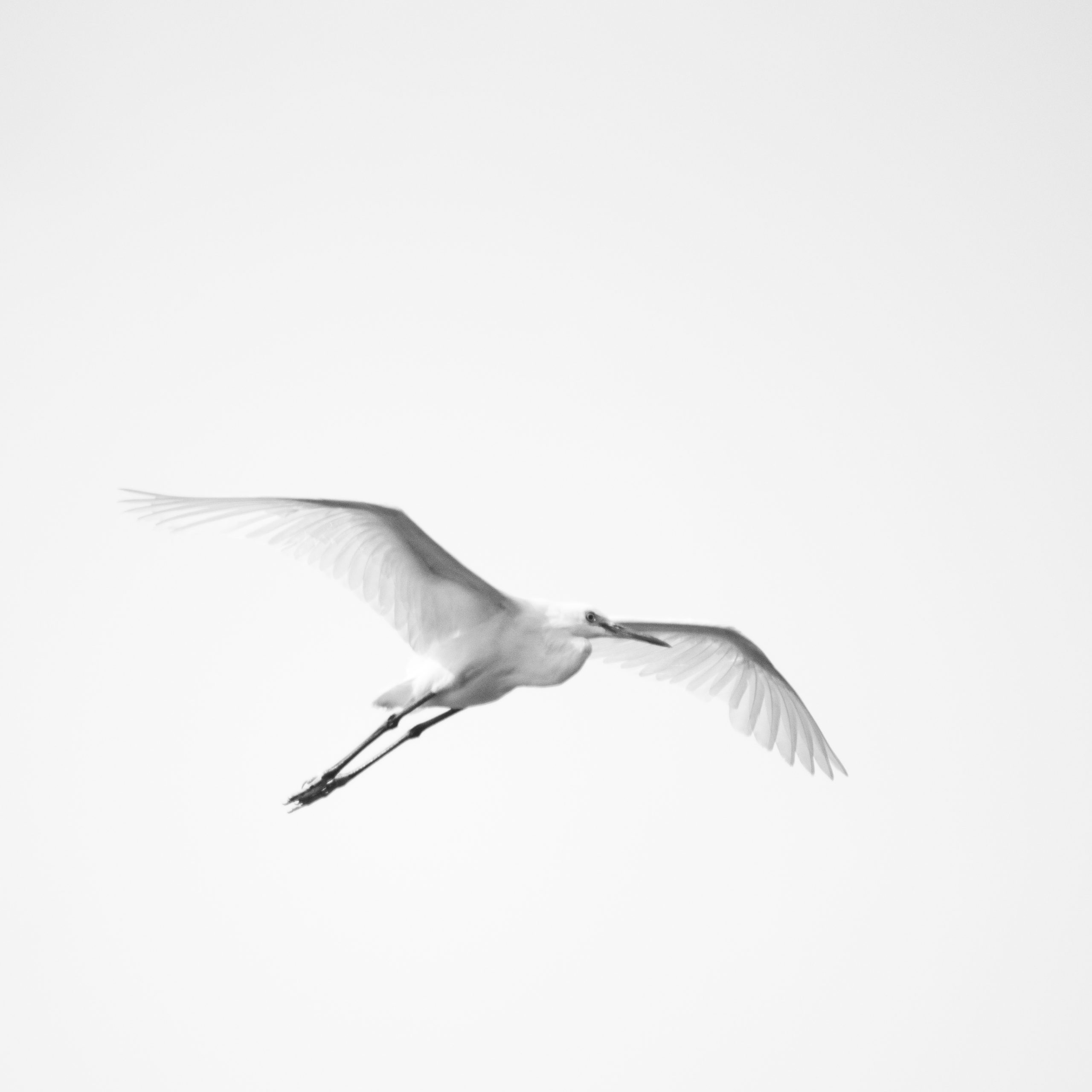 Egret in Black and White