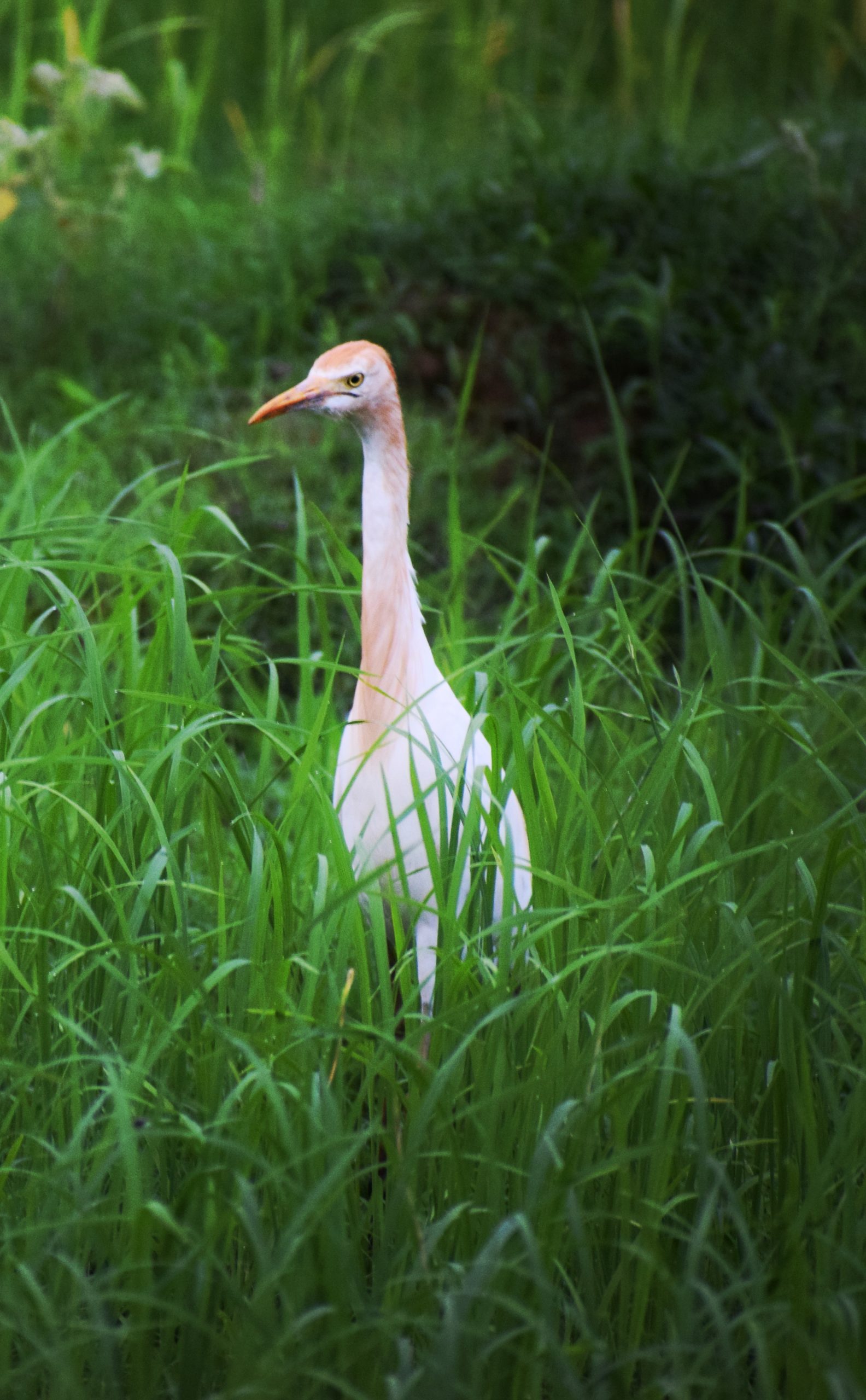 Egret on Grasses