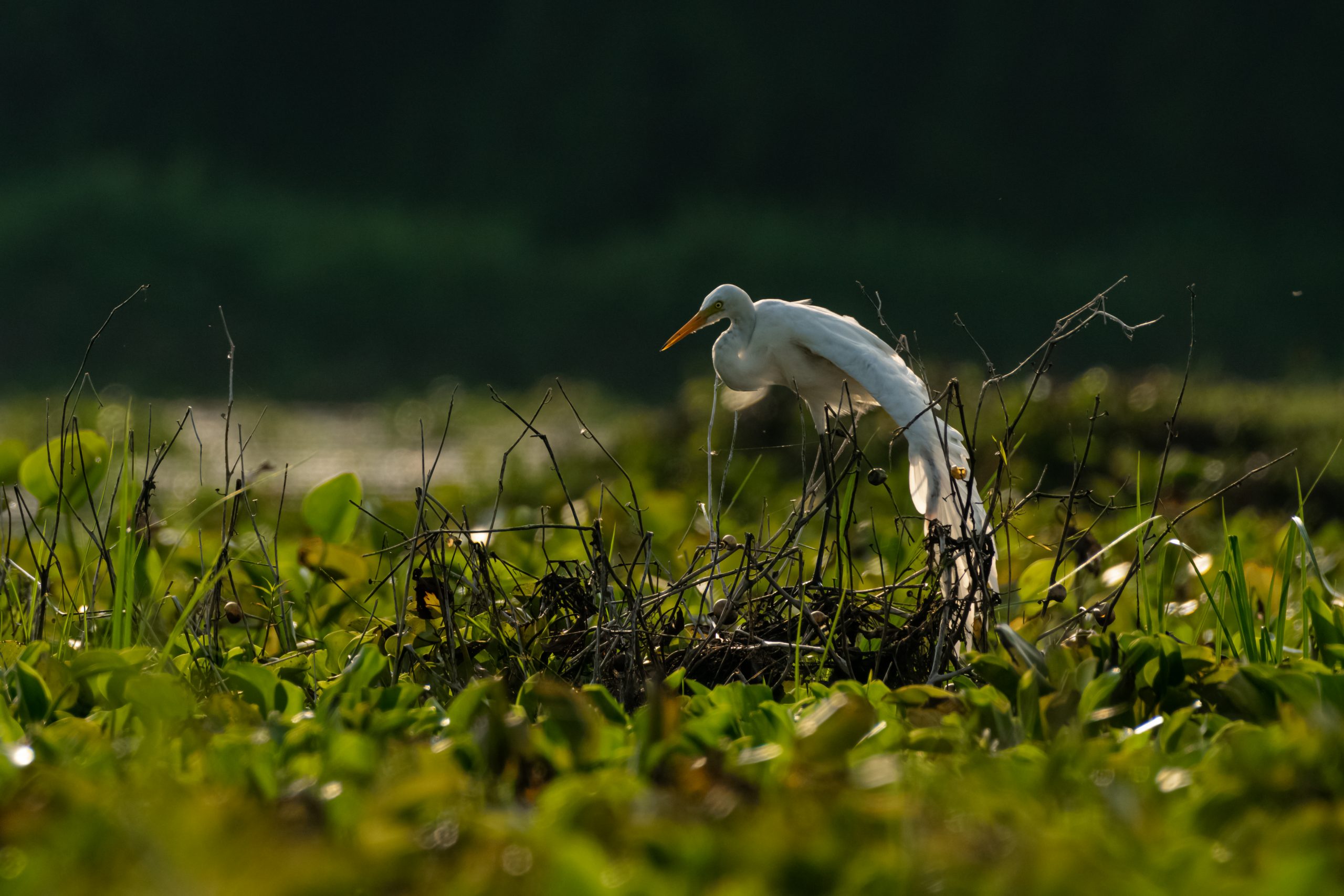 Egret on the Swamp